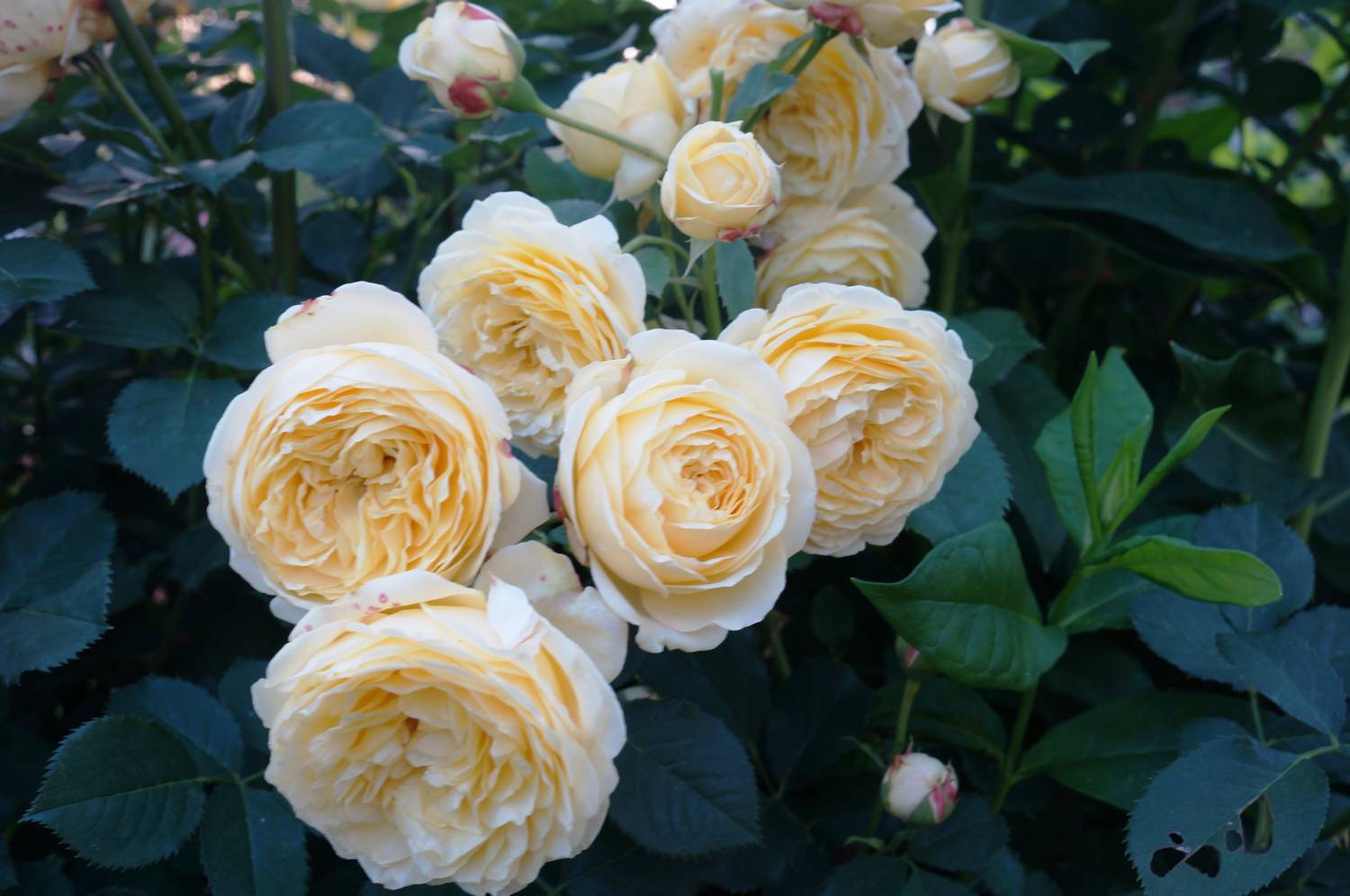 Rosa (роза) Casteu Gombert