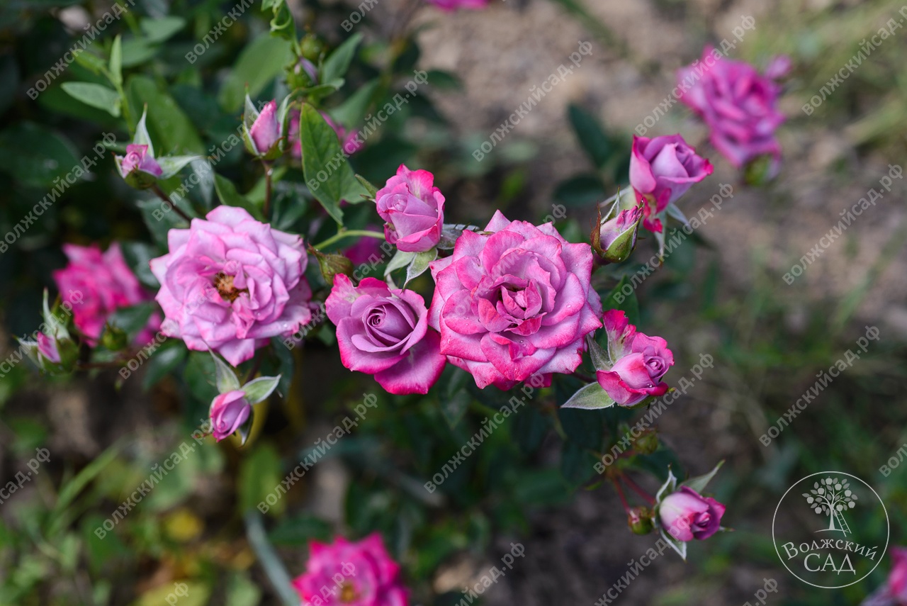 Роза билона фото