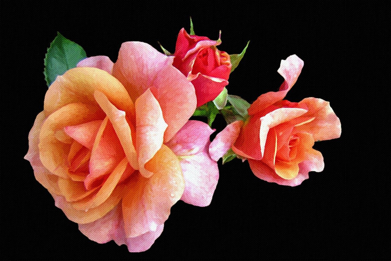 Роза Стелла коричневая