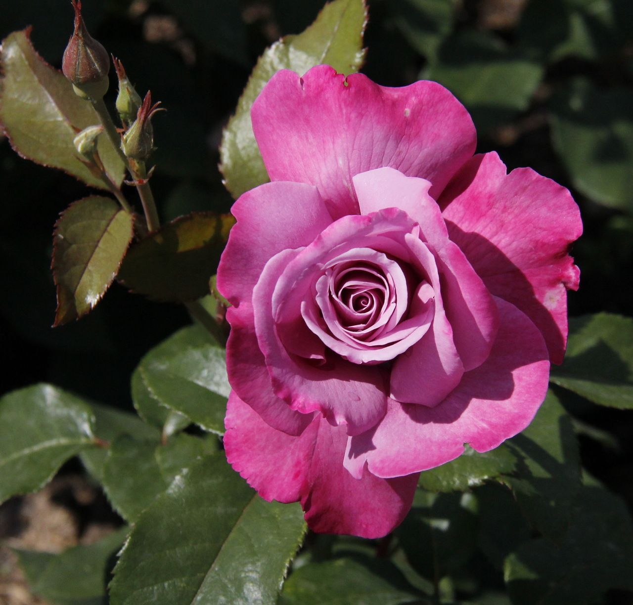Роза чайно-гибридная аметист (Ametista)