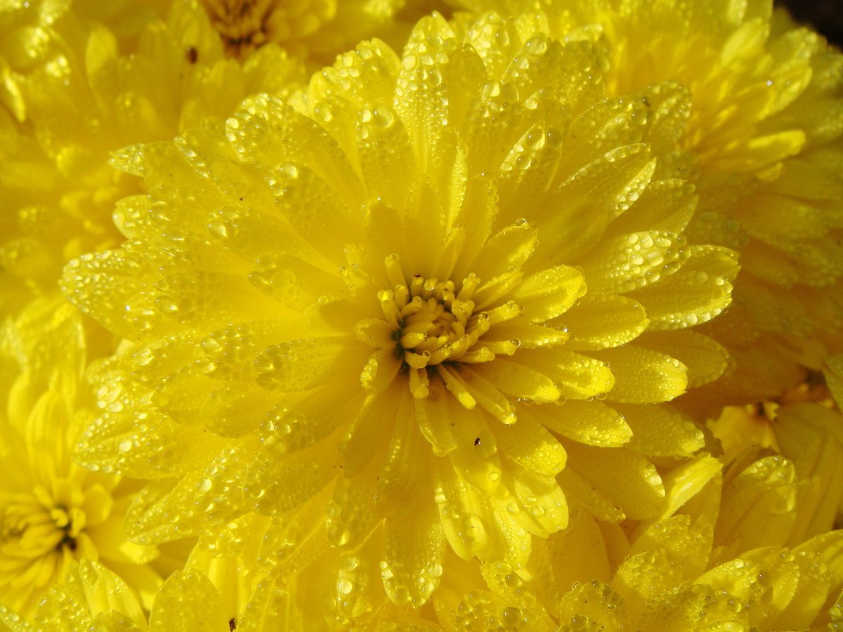 Хризантема Дубки желтая