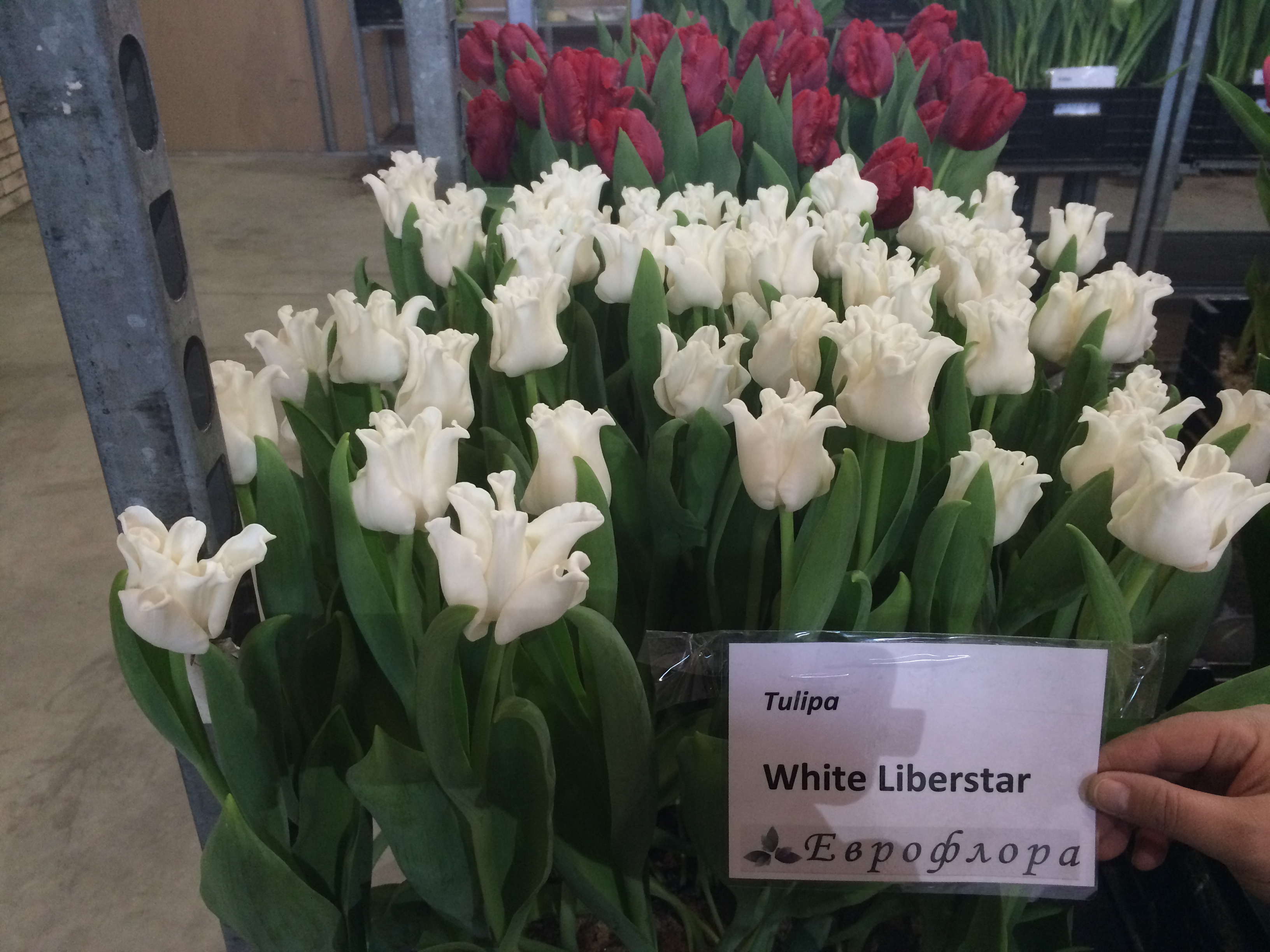 Тюльпан White Liberstar