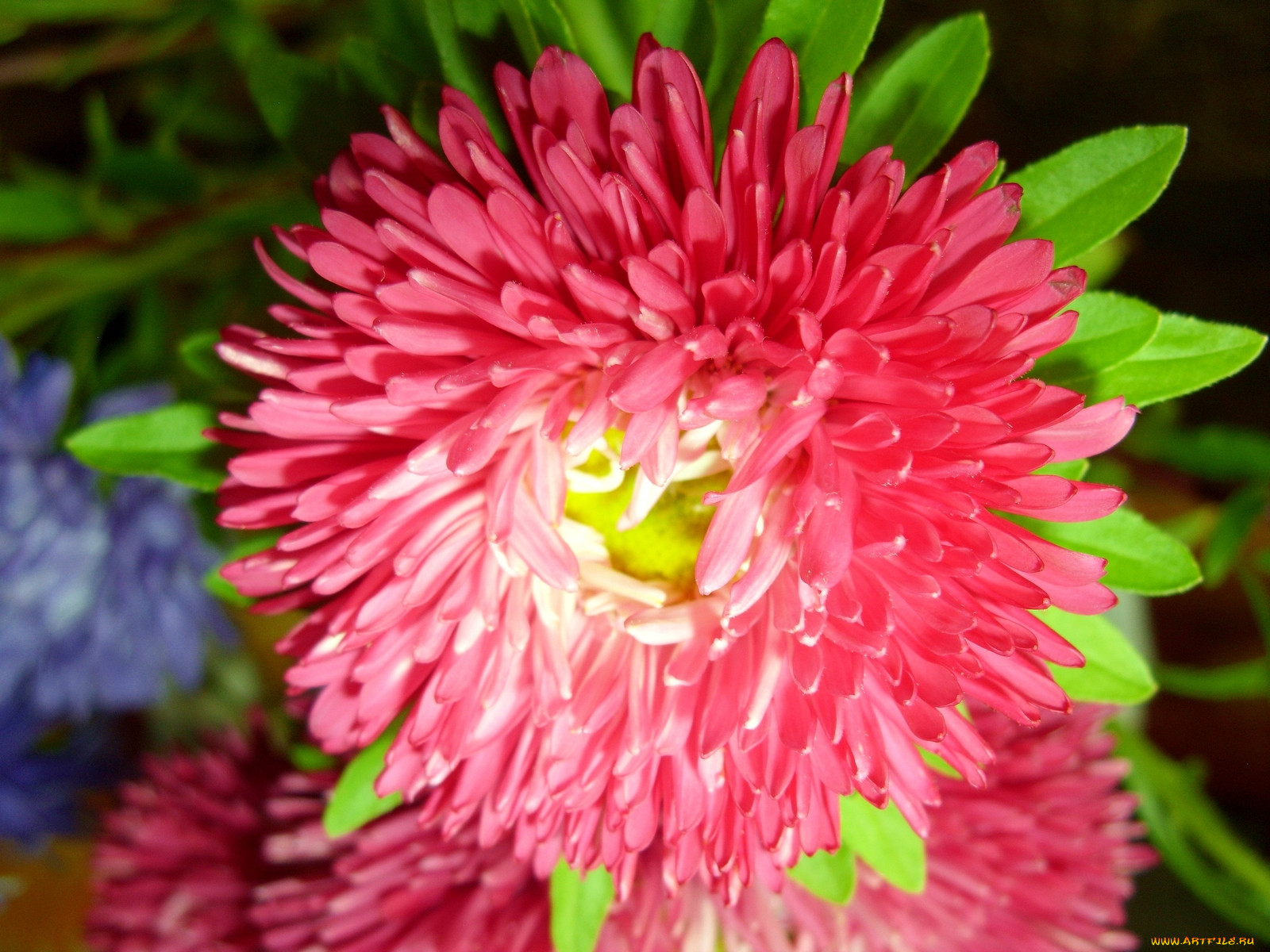 Каллистефус цветок