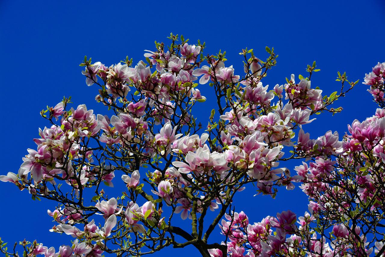 Тюльпановое дерево весной