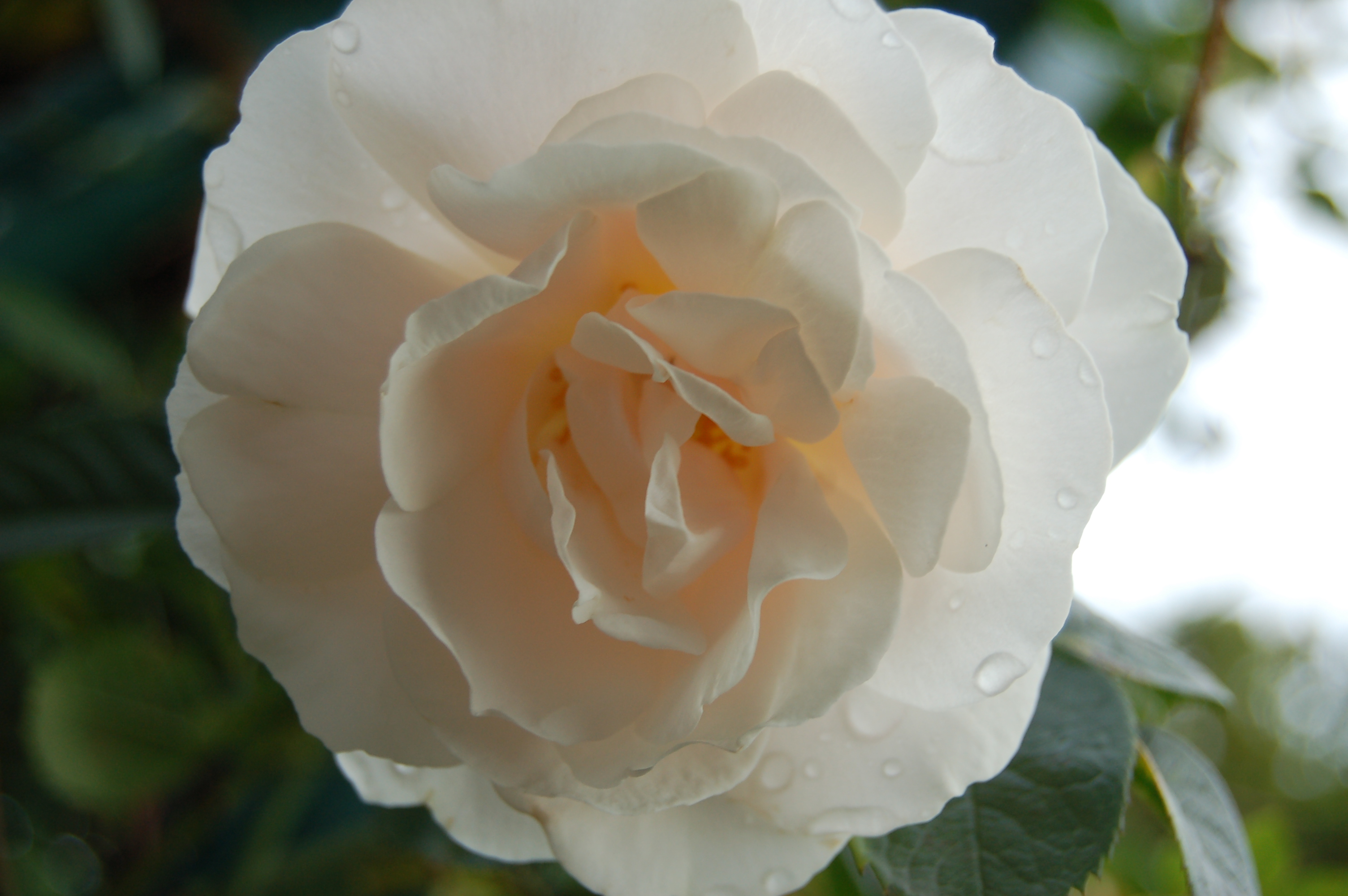 Роза белая Грациоза