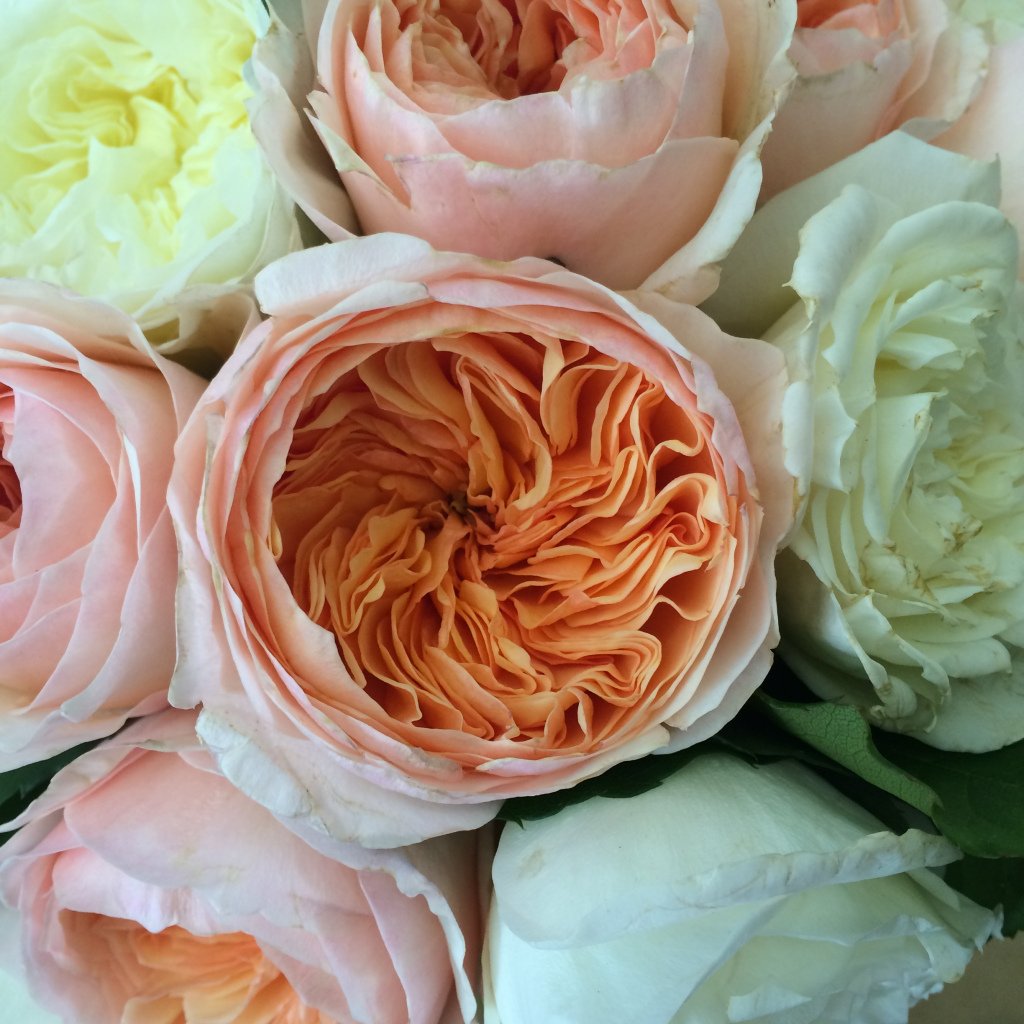 пионовидные розы сорта с фото и названиями