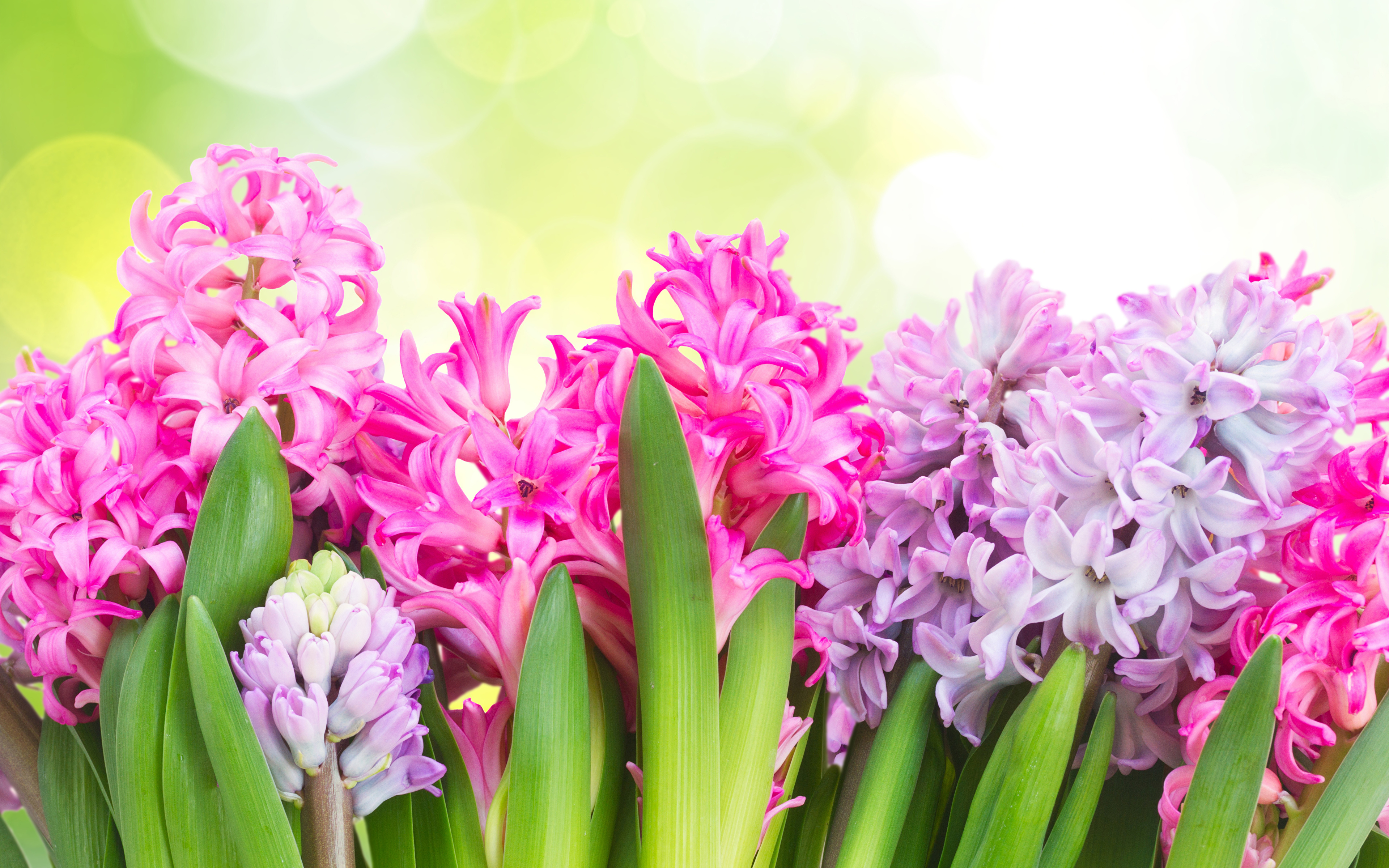 С 8 марта цветы гиацинты