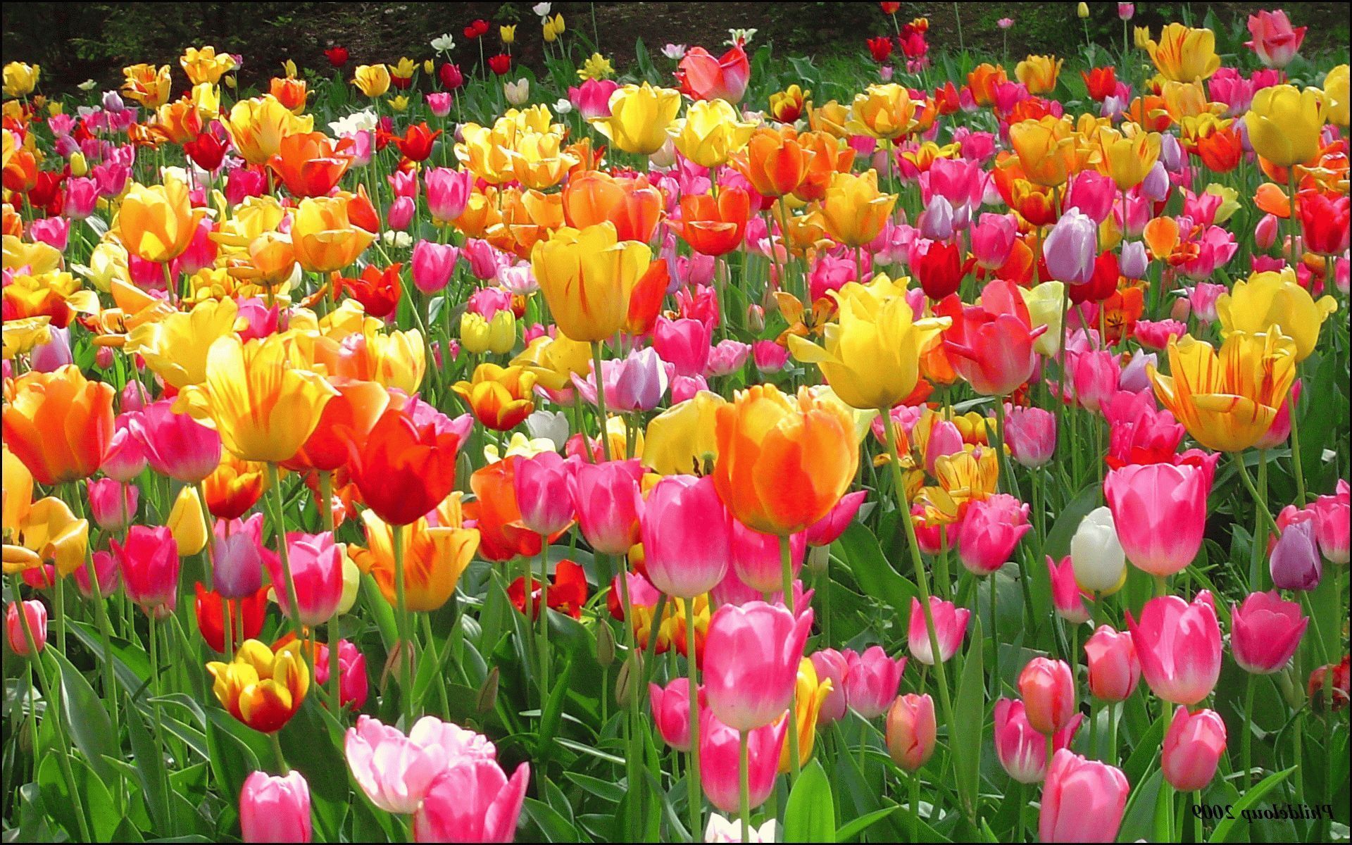 Тюльпаны разные цвета