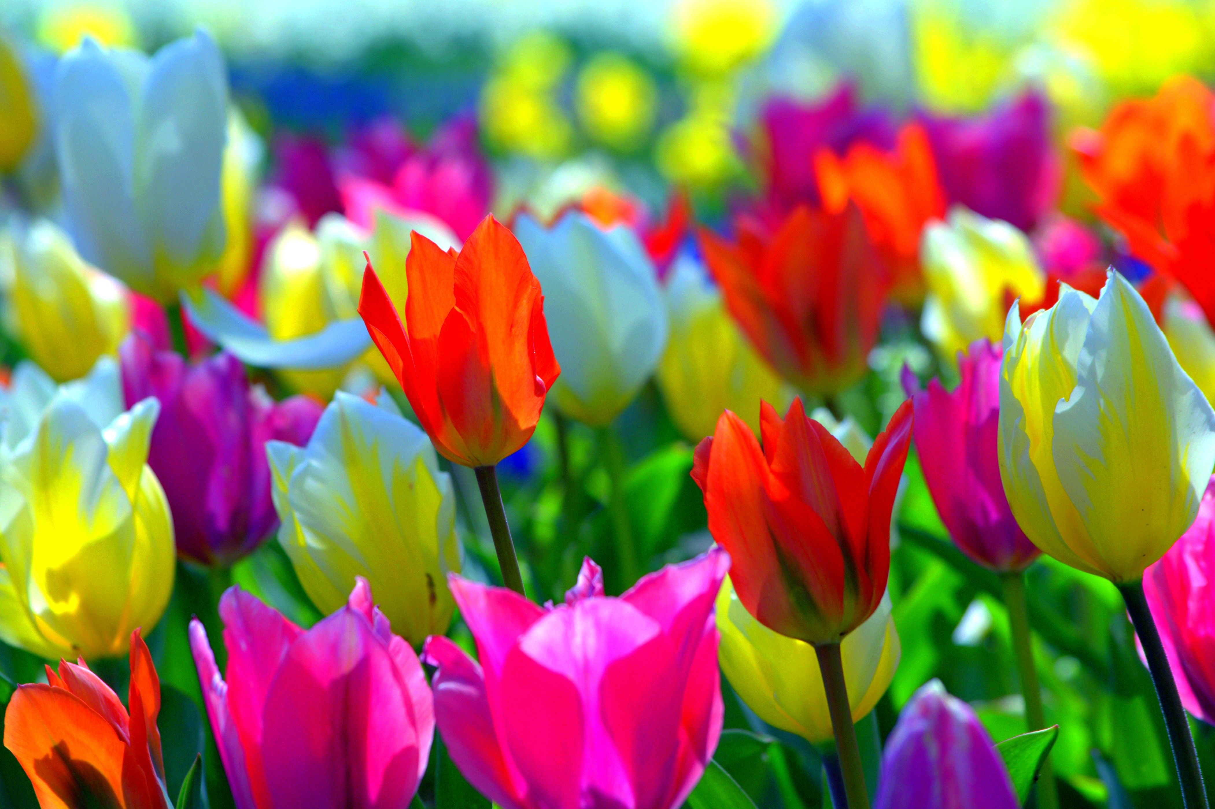 Разноцветные яркие тюльпаны