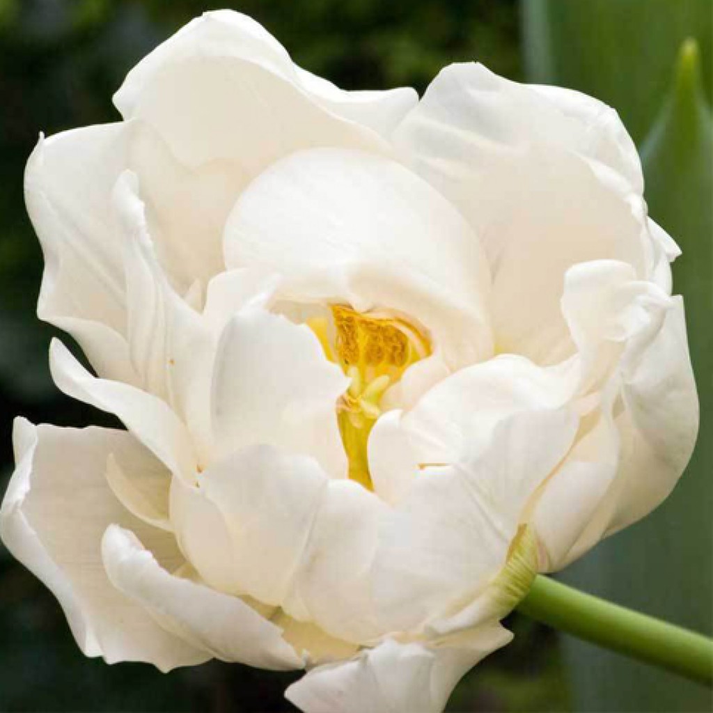 Тюльпан белый Мондиаль