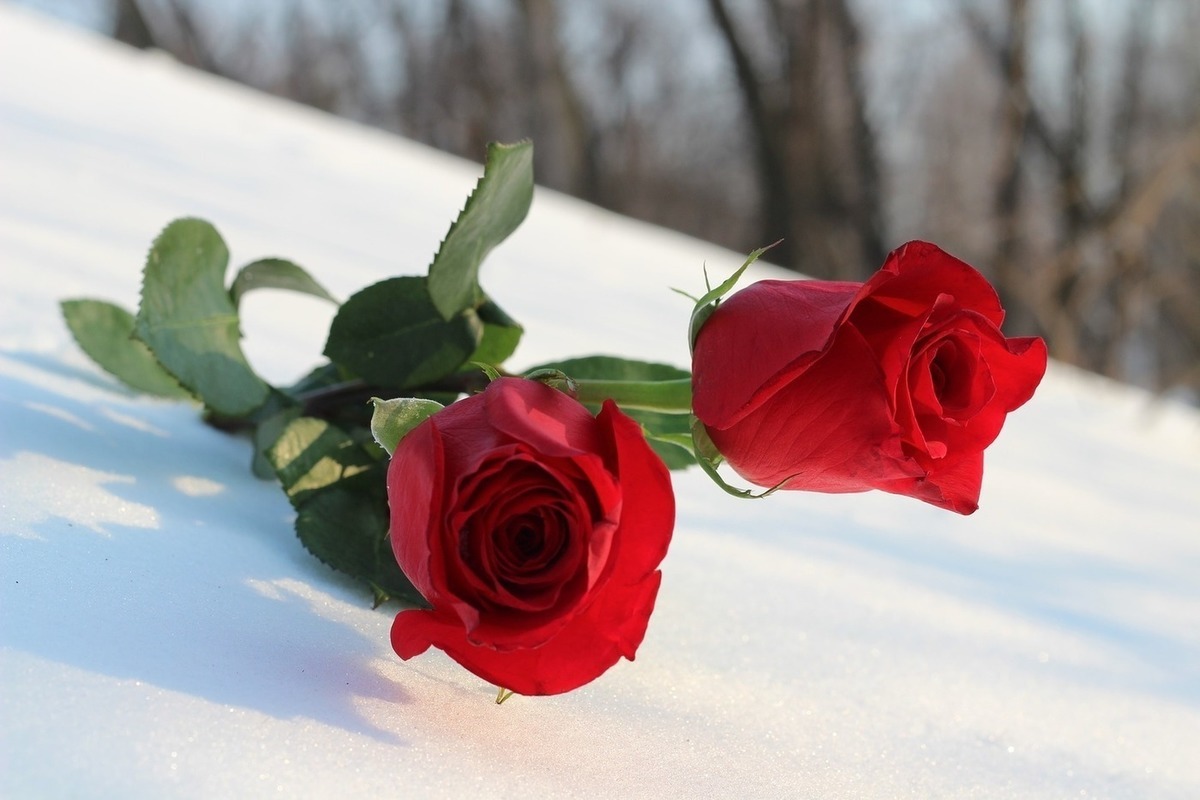 Две розы на снегу