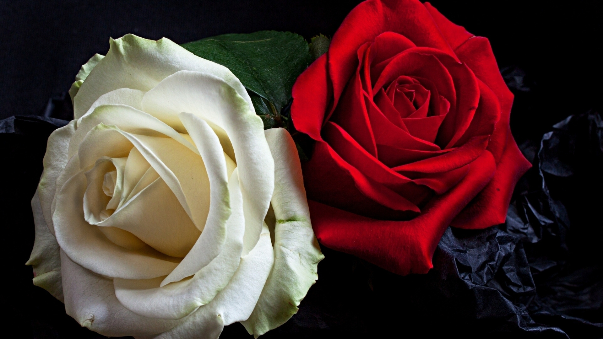 Красно белые розы