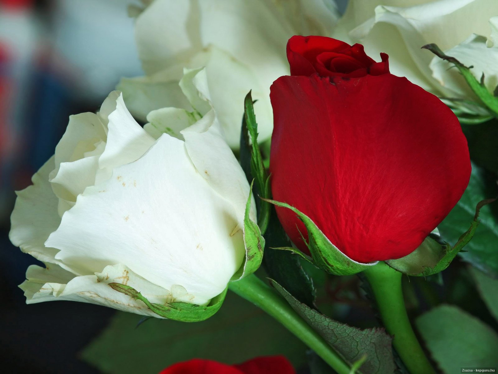 Две розы белая и красная