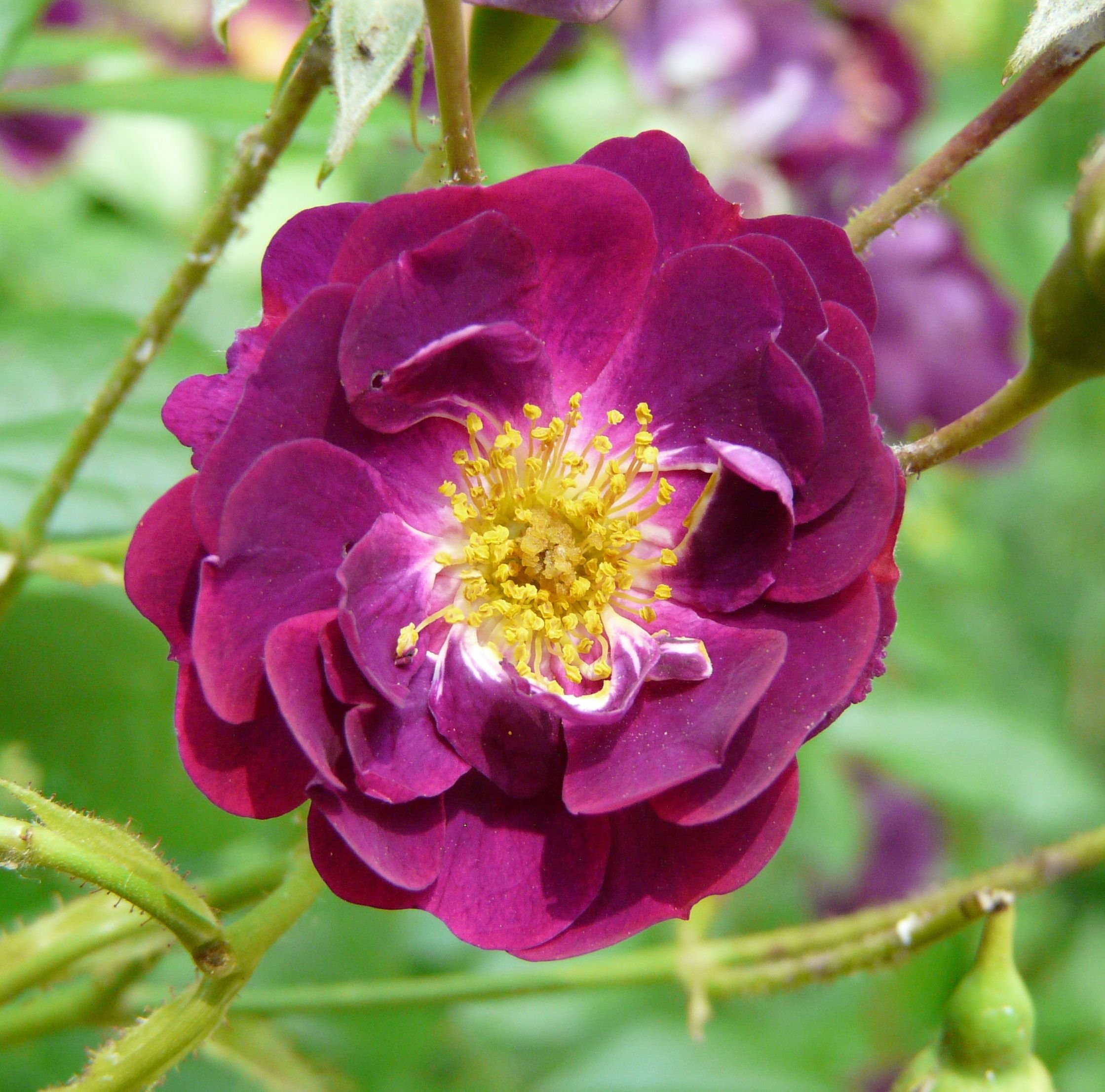 Клайминг Виолетта роза
