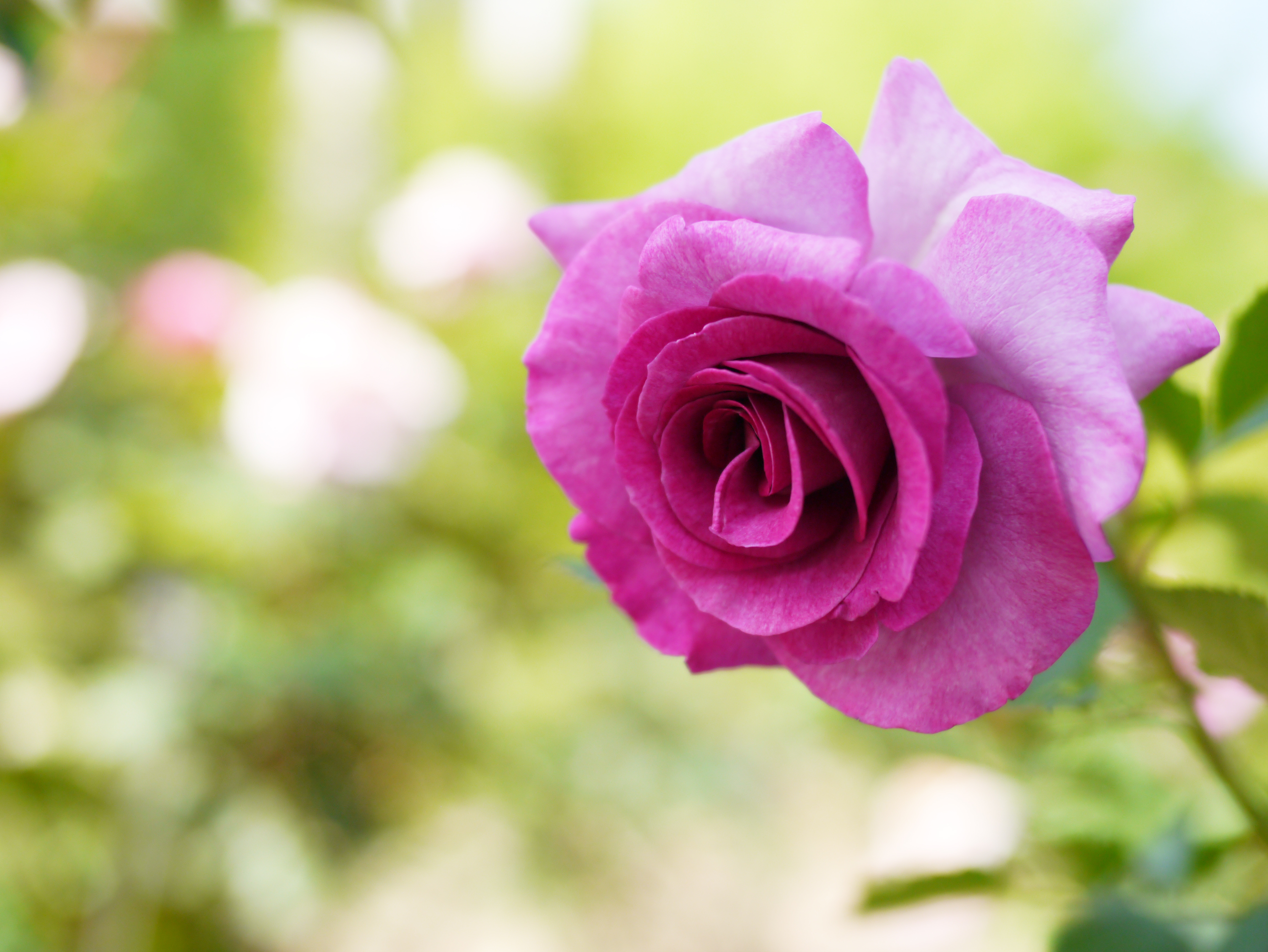 Роза Violette parfumee