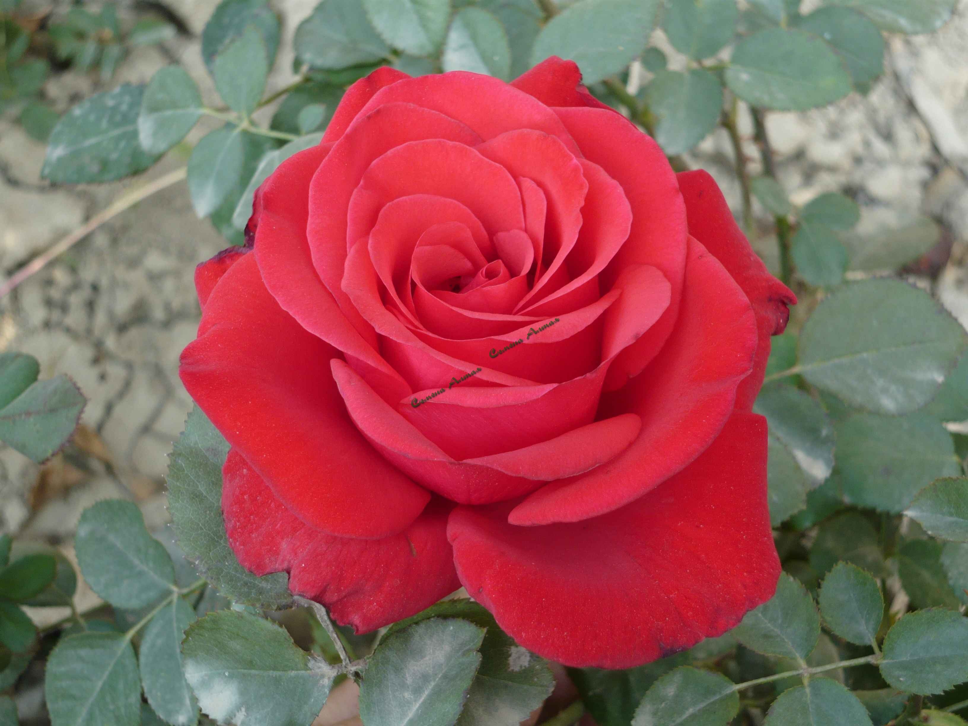 роза кардинал фото
