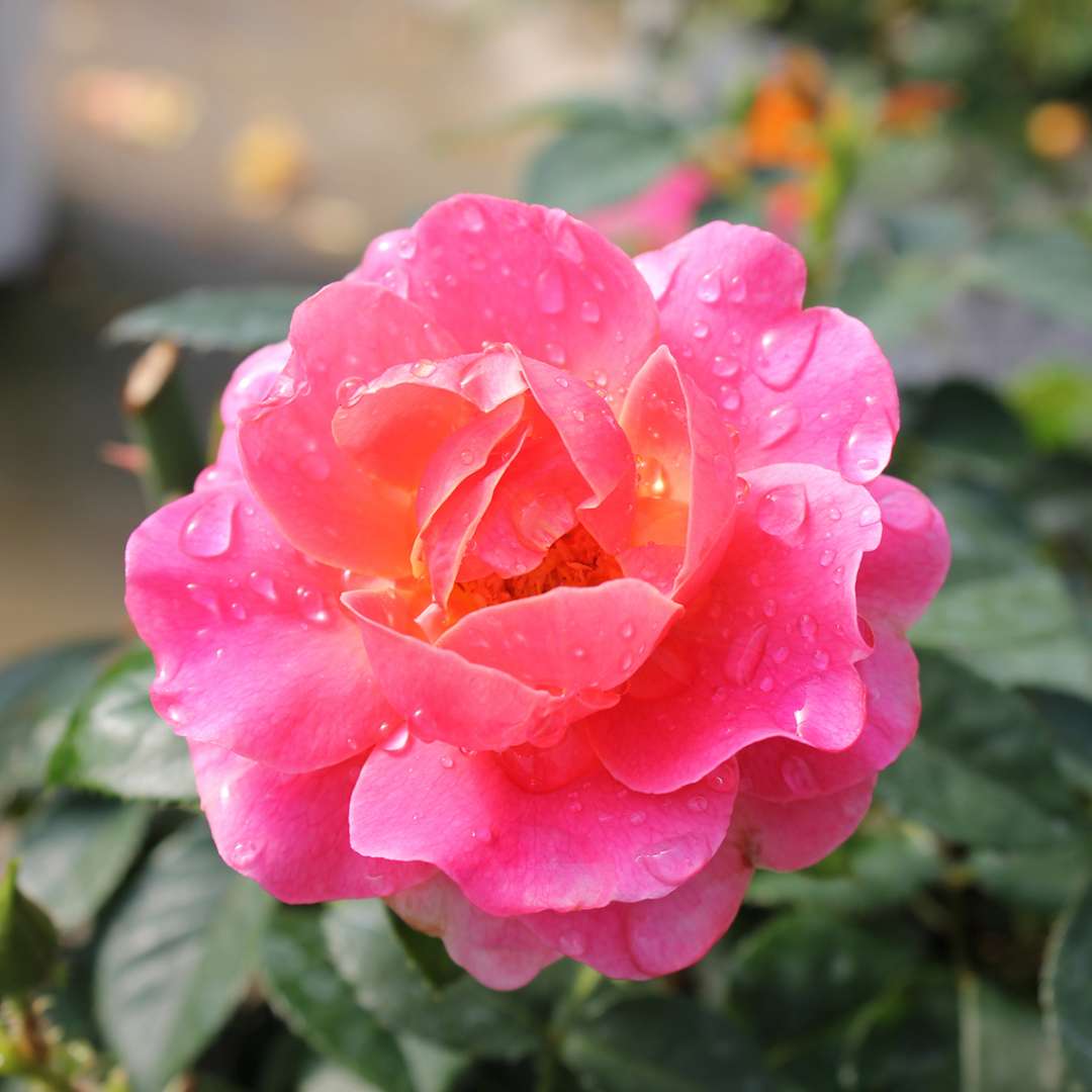 роза эквадор сальма
