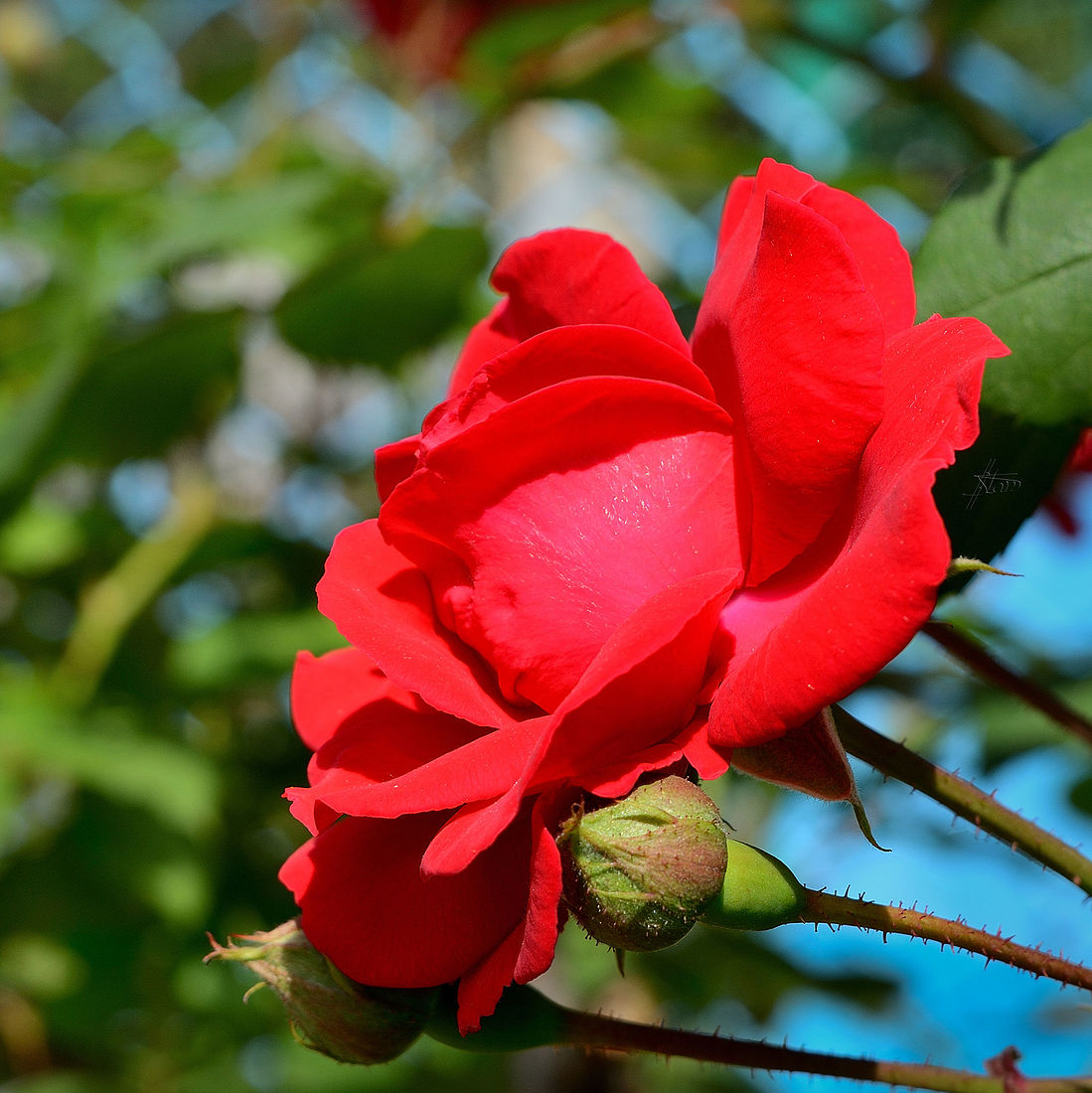 Плетистая роза Моника