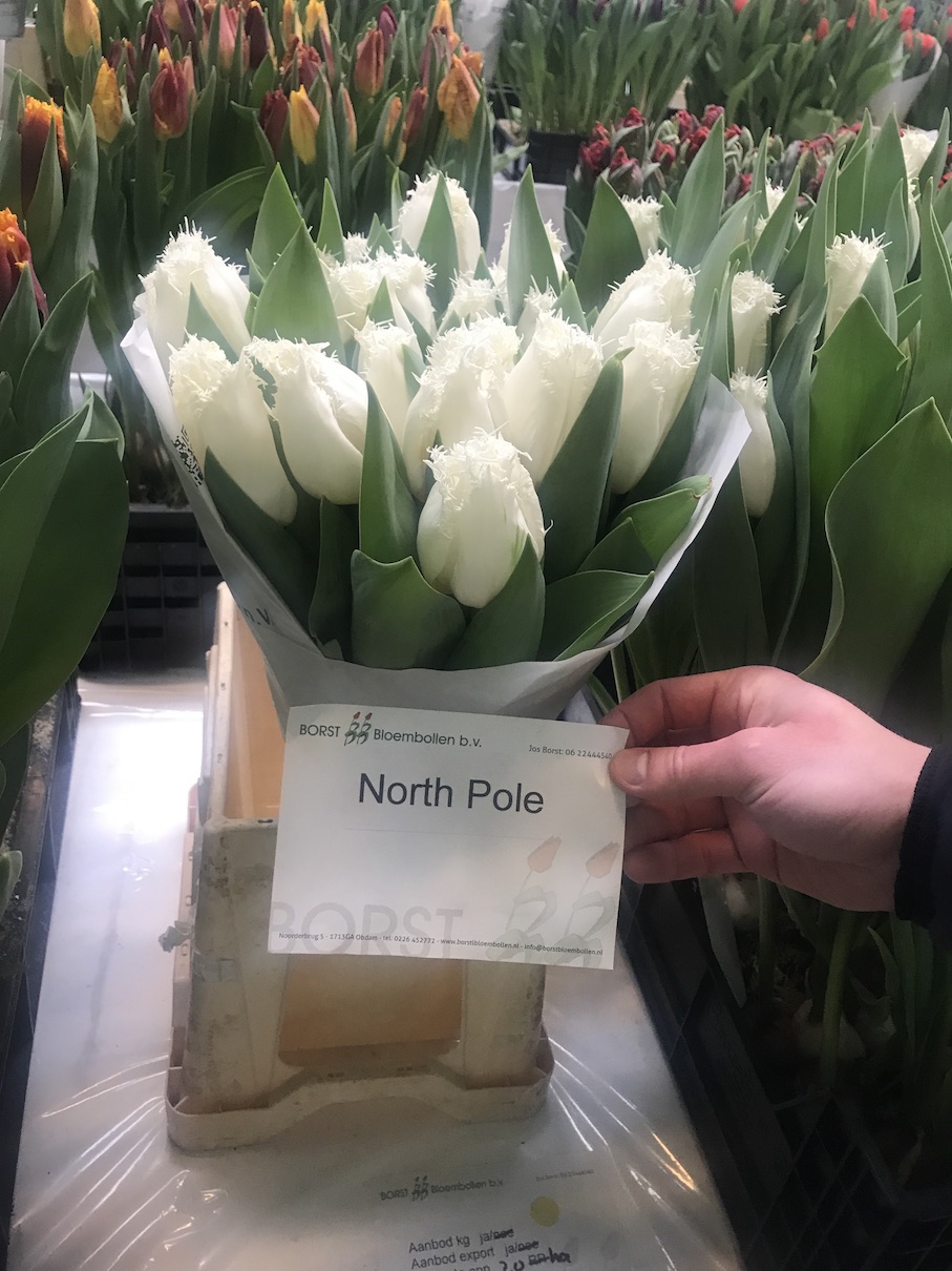 North Cape тюльпан