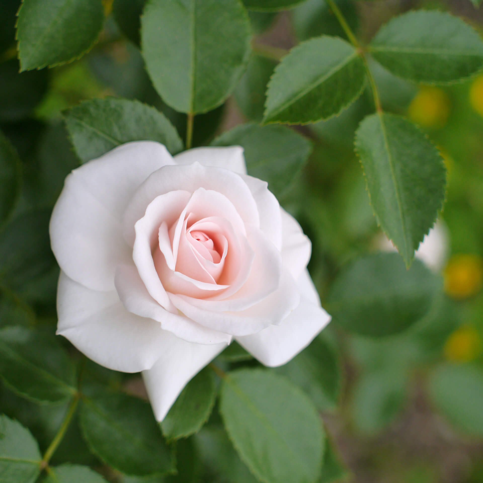 Роза Aspirin-Rose