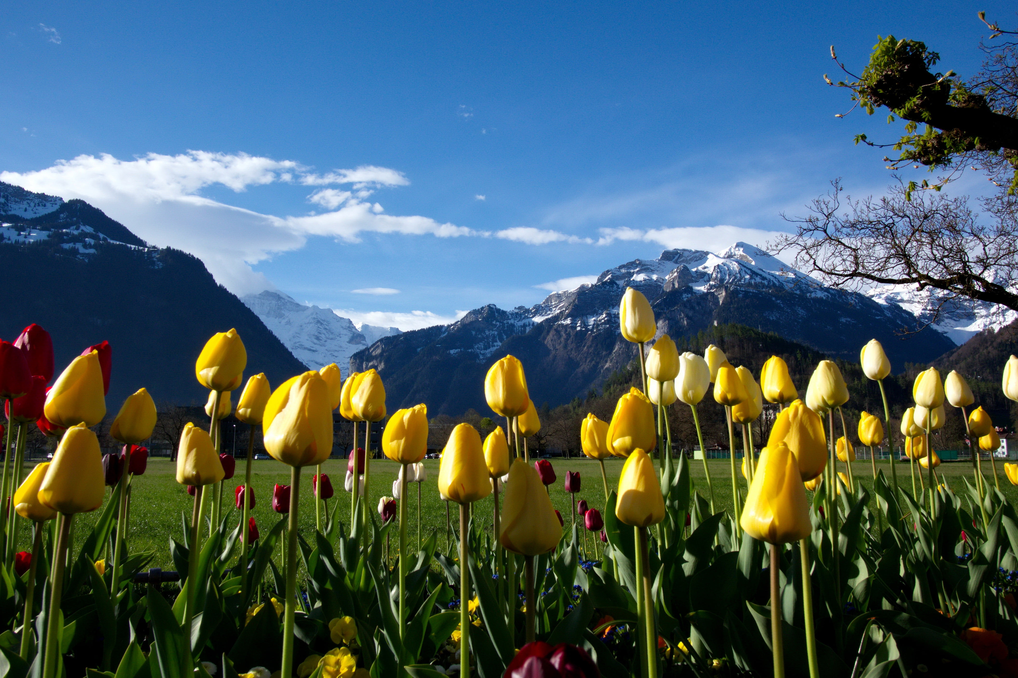 Гифы Долина тюльпанов, Интерлакен, Швейцария