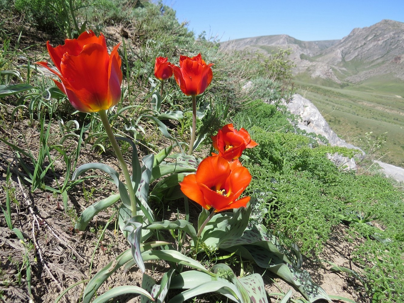 тюльпаны в горах узбекистана