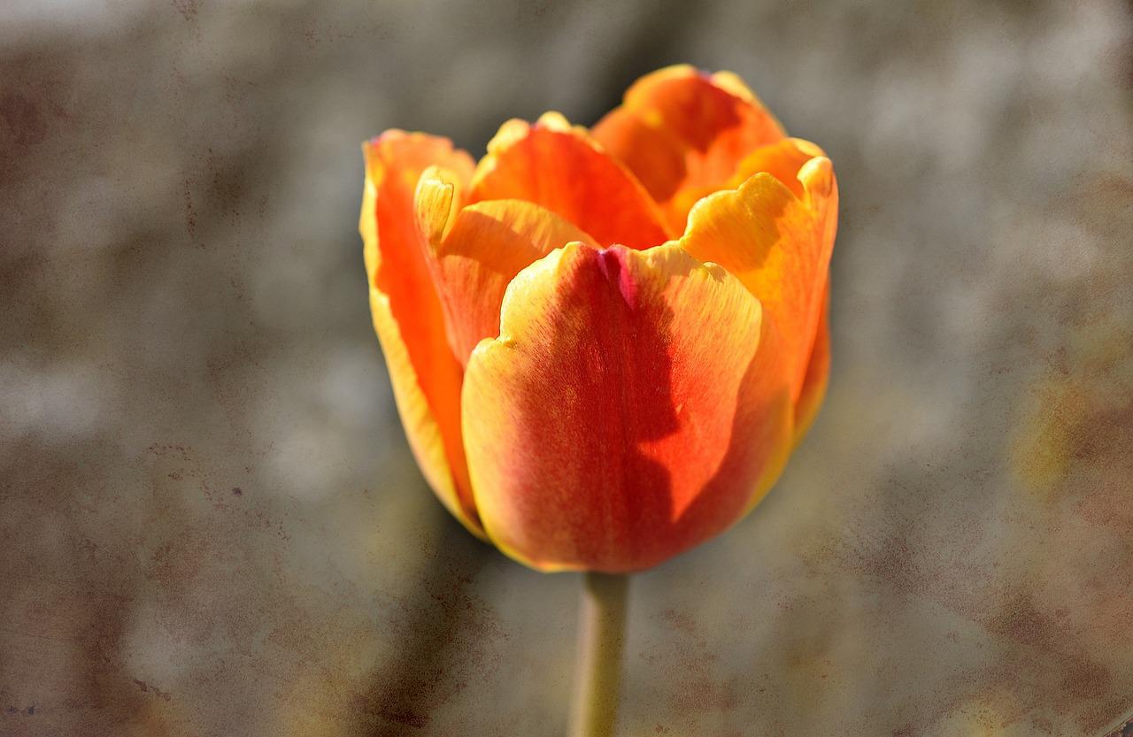 Тюльпан оранж Лион