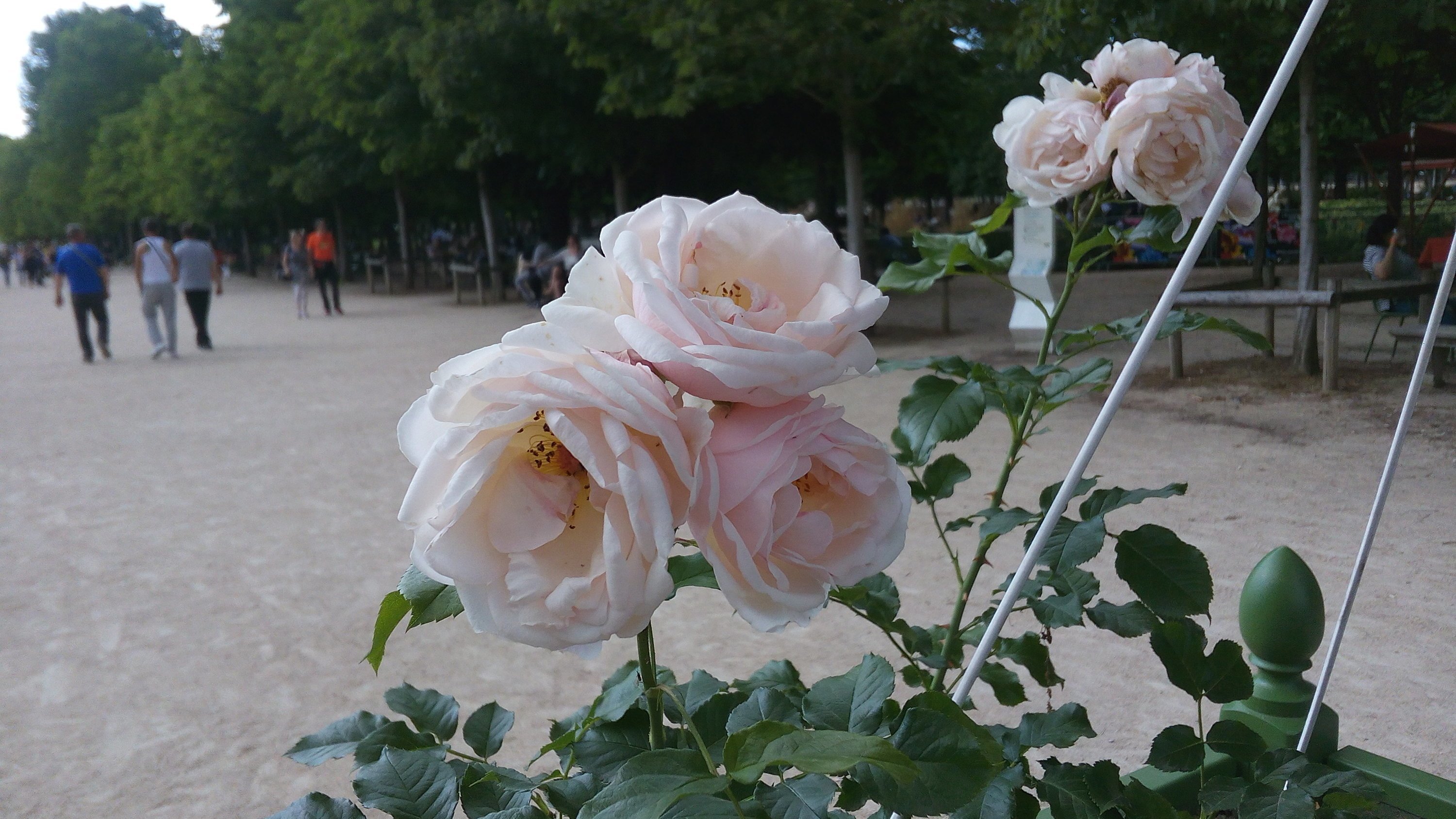 Жардин де Тюильри Jardin des Tuileries роза