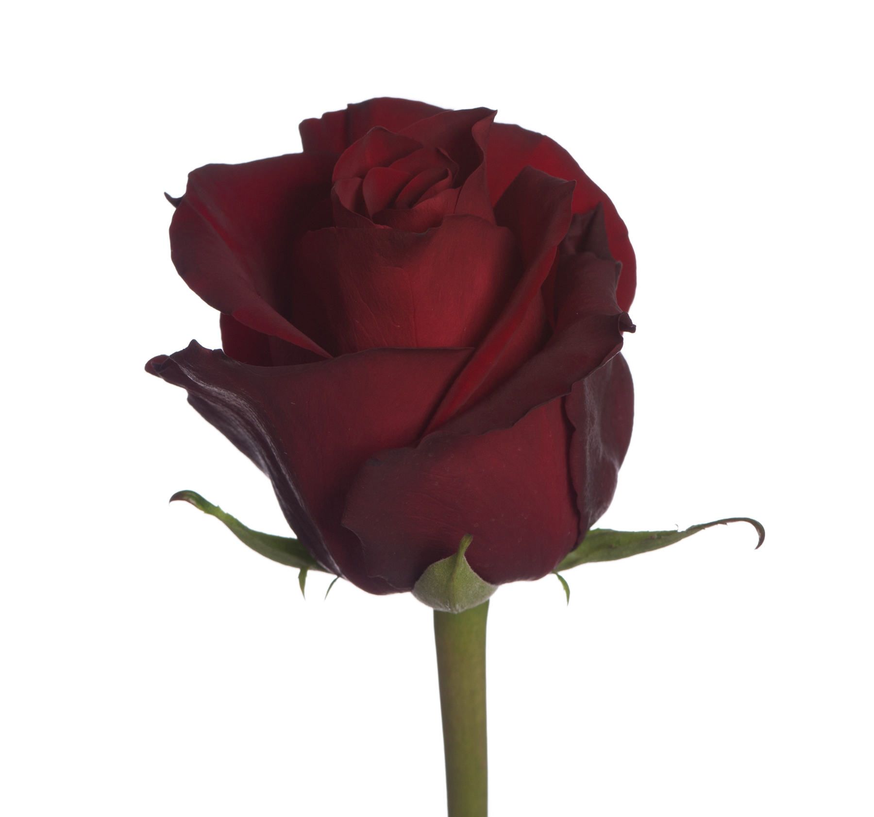 Роза одноголовая ever Red