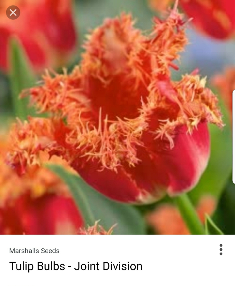 mango charm тюльпан фото