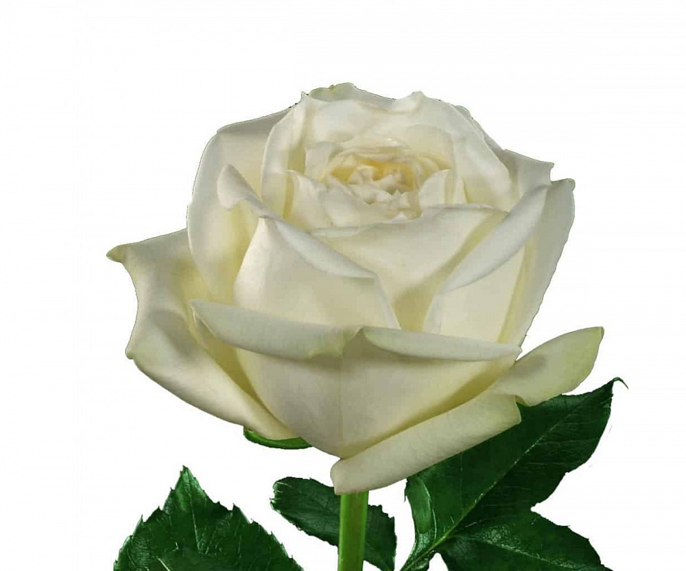 Полар Стар роза Эквадор