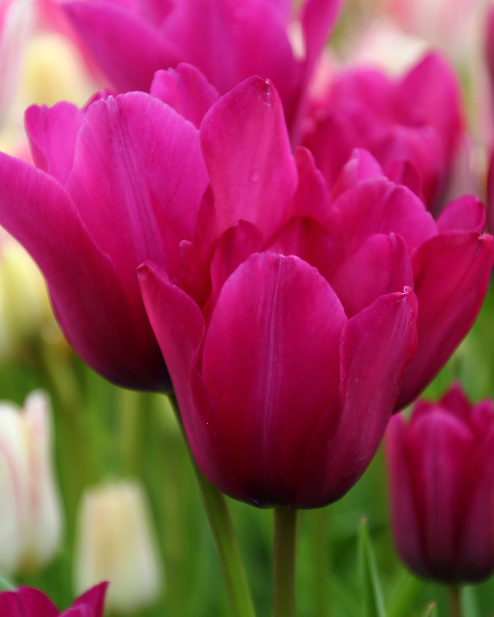 Тюльпан многоцветковый 