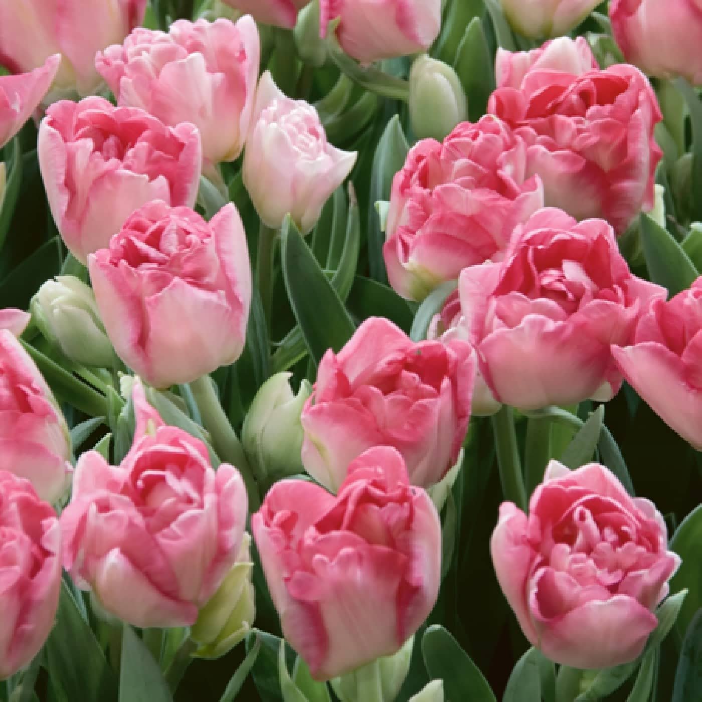 махровые сорта тюльпанов фото