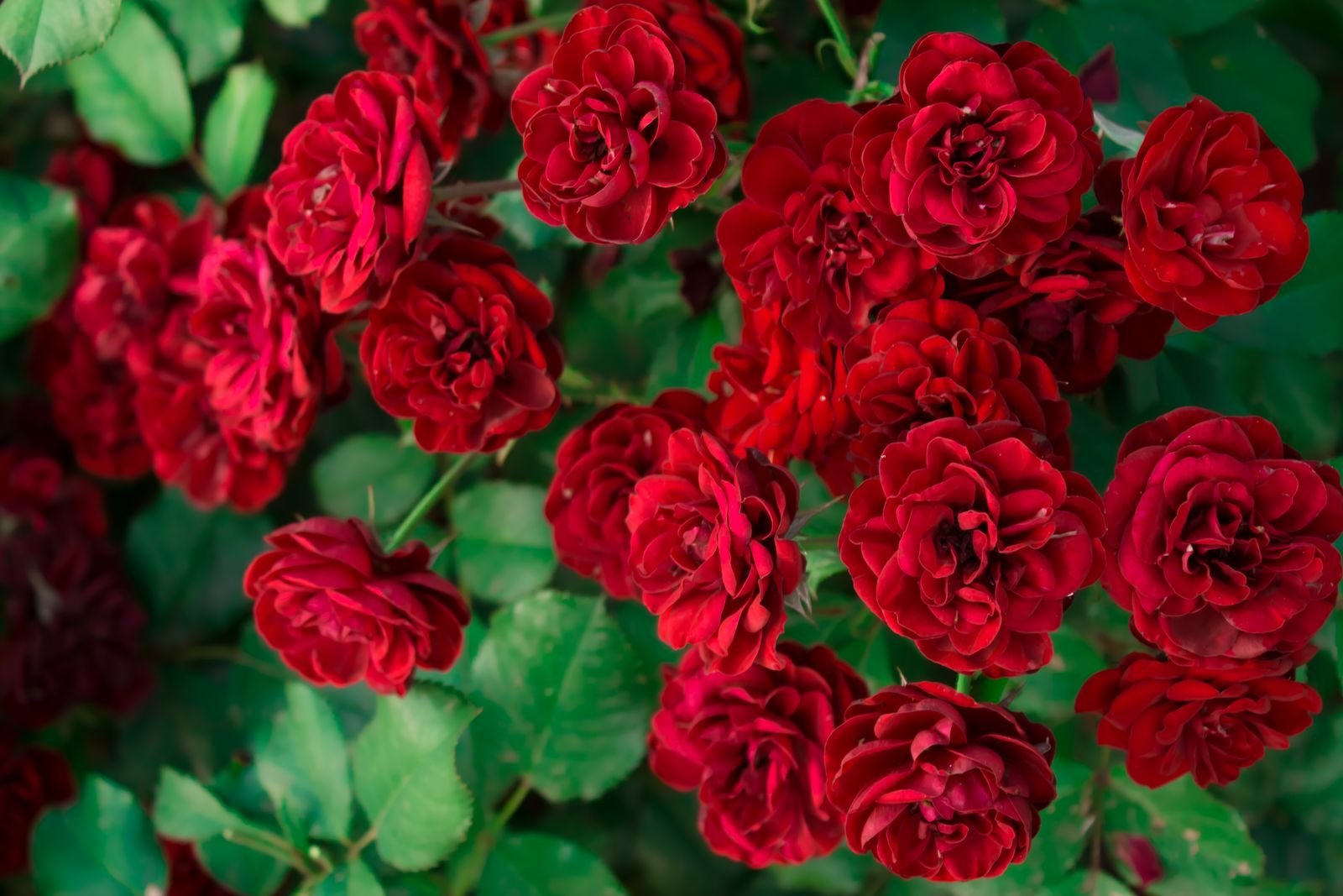 Роза Лаваглут флорибунда Imperial Rose (Сербия)