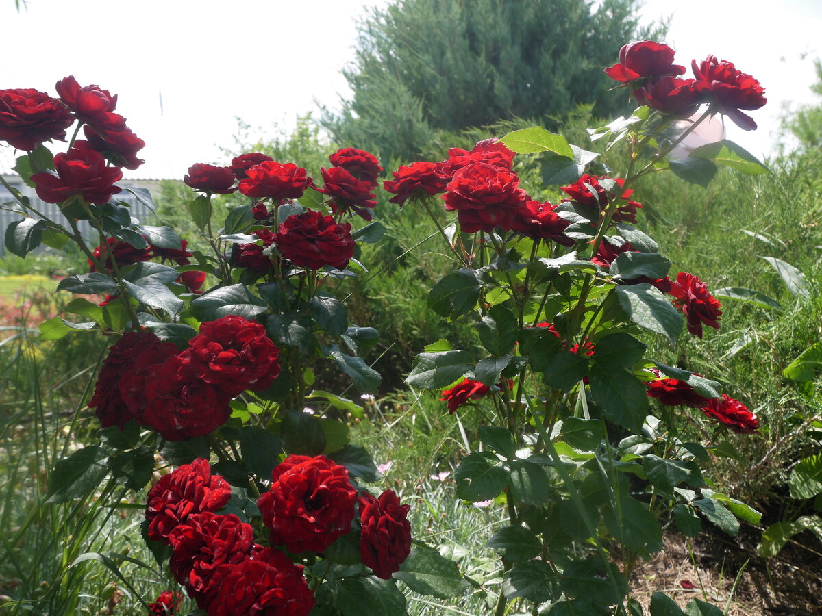 Роза флорибунда Лаваглут
