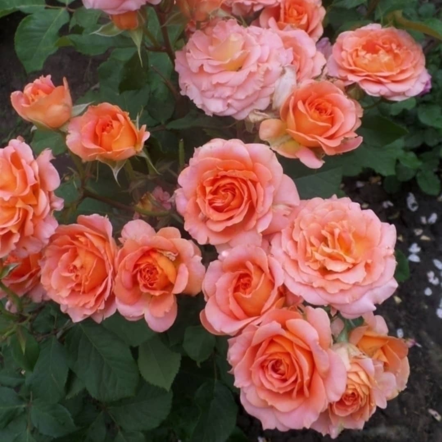 Vivienne Westwood роза