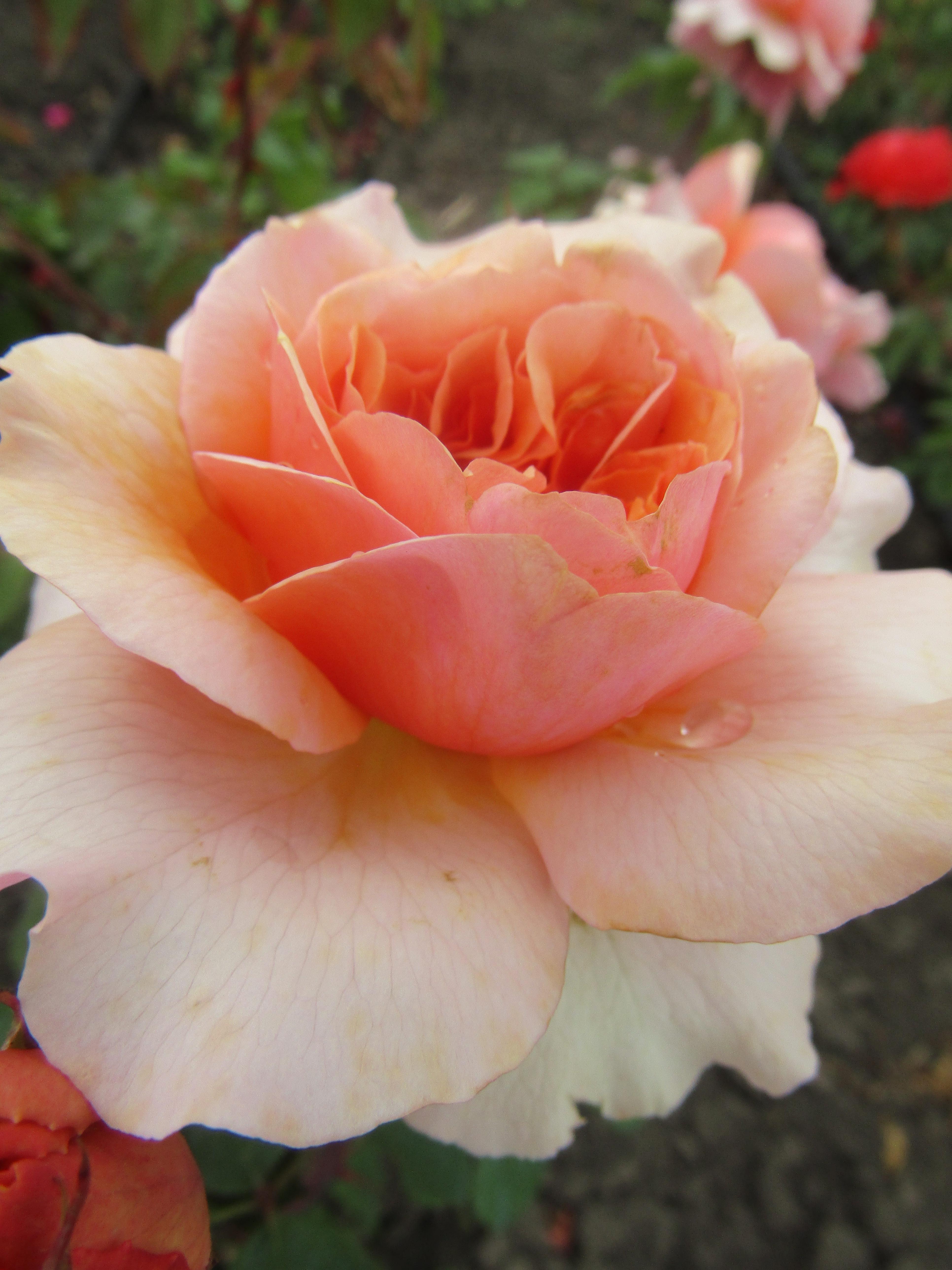 Сорт розы Версайни