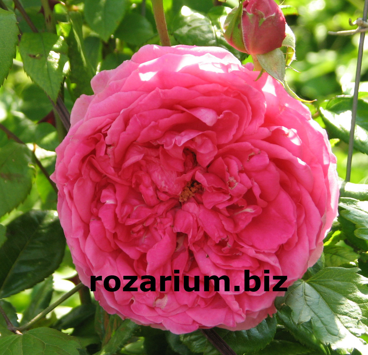 Питомник роз Полины козловой rozarium biz