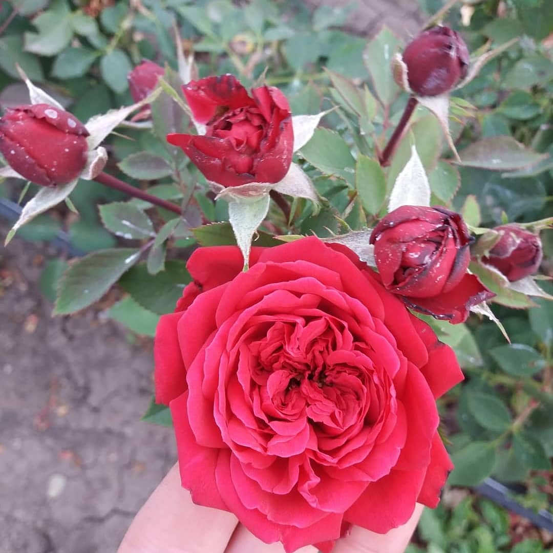 Rabelais роза