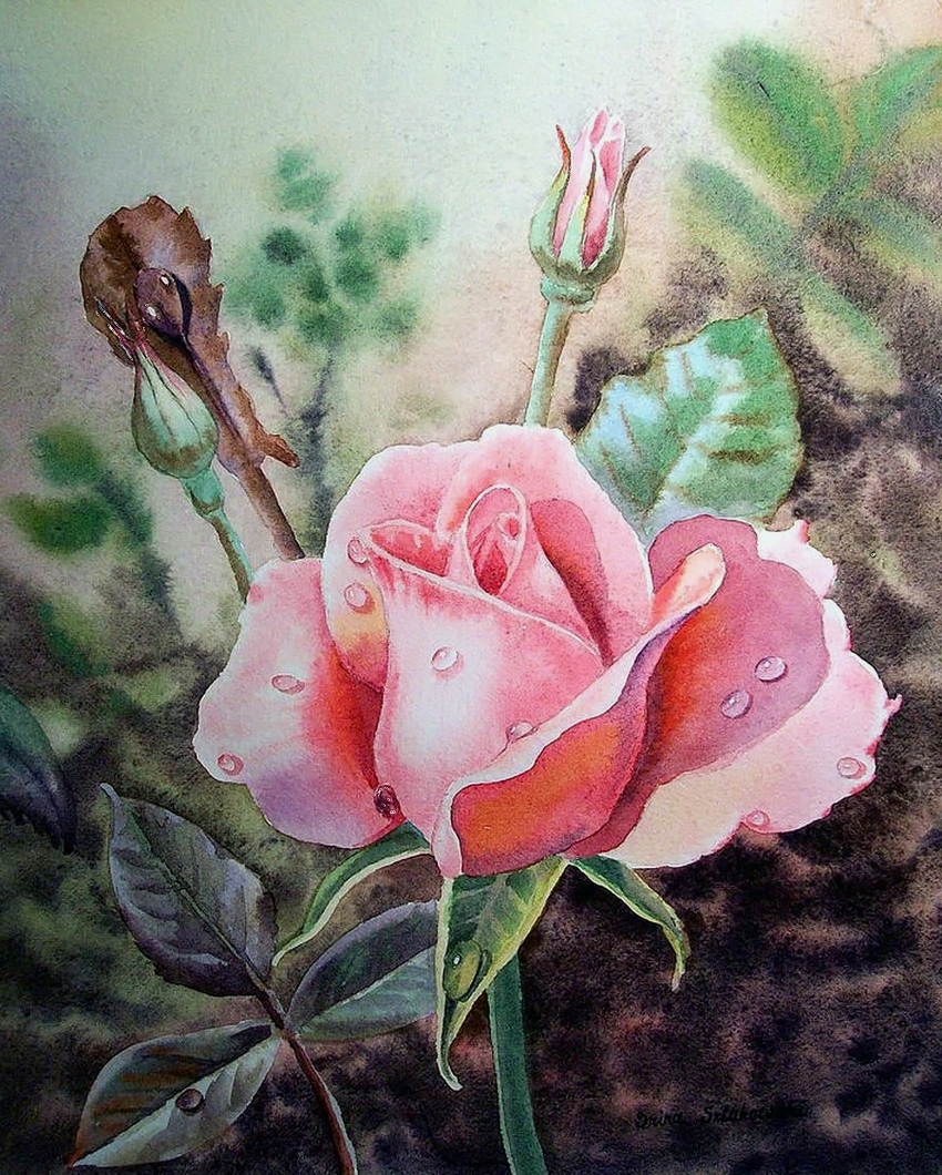Роза акварель (Aquarell)