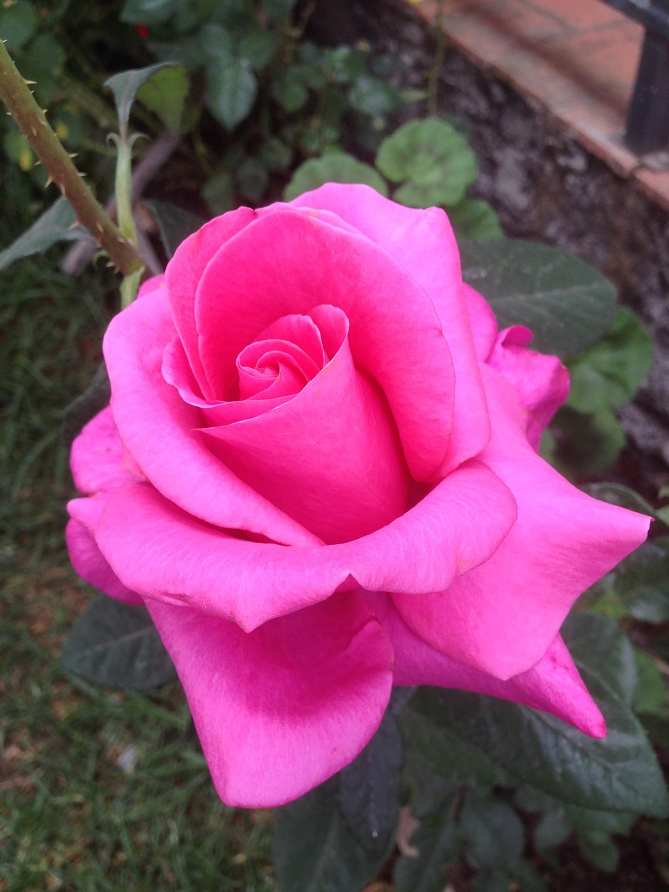 Сорт розы Аленушка