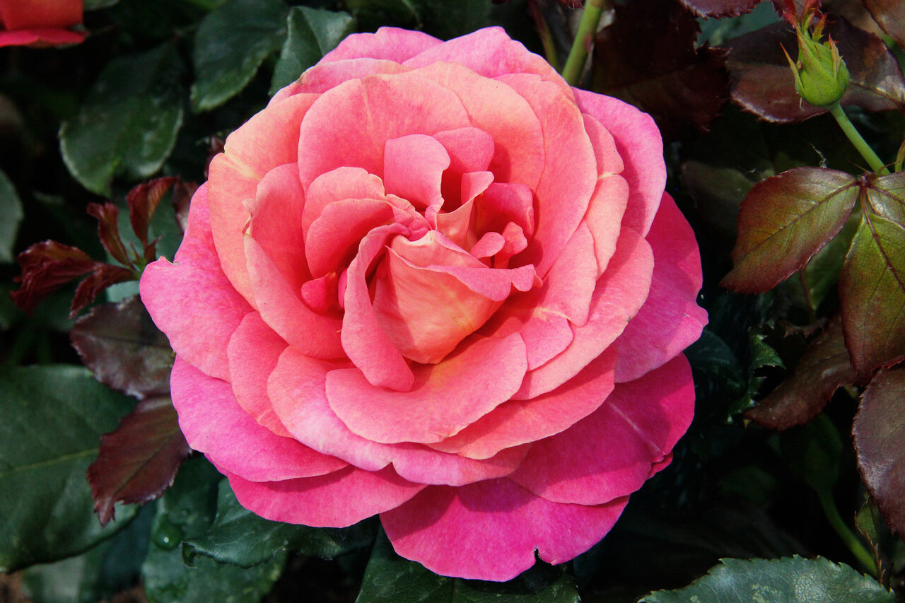 Роза чайно-гибридная розовая 