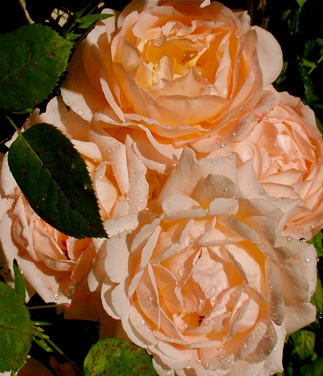 Роза английская Тамора