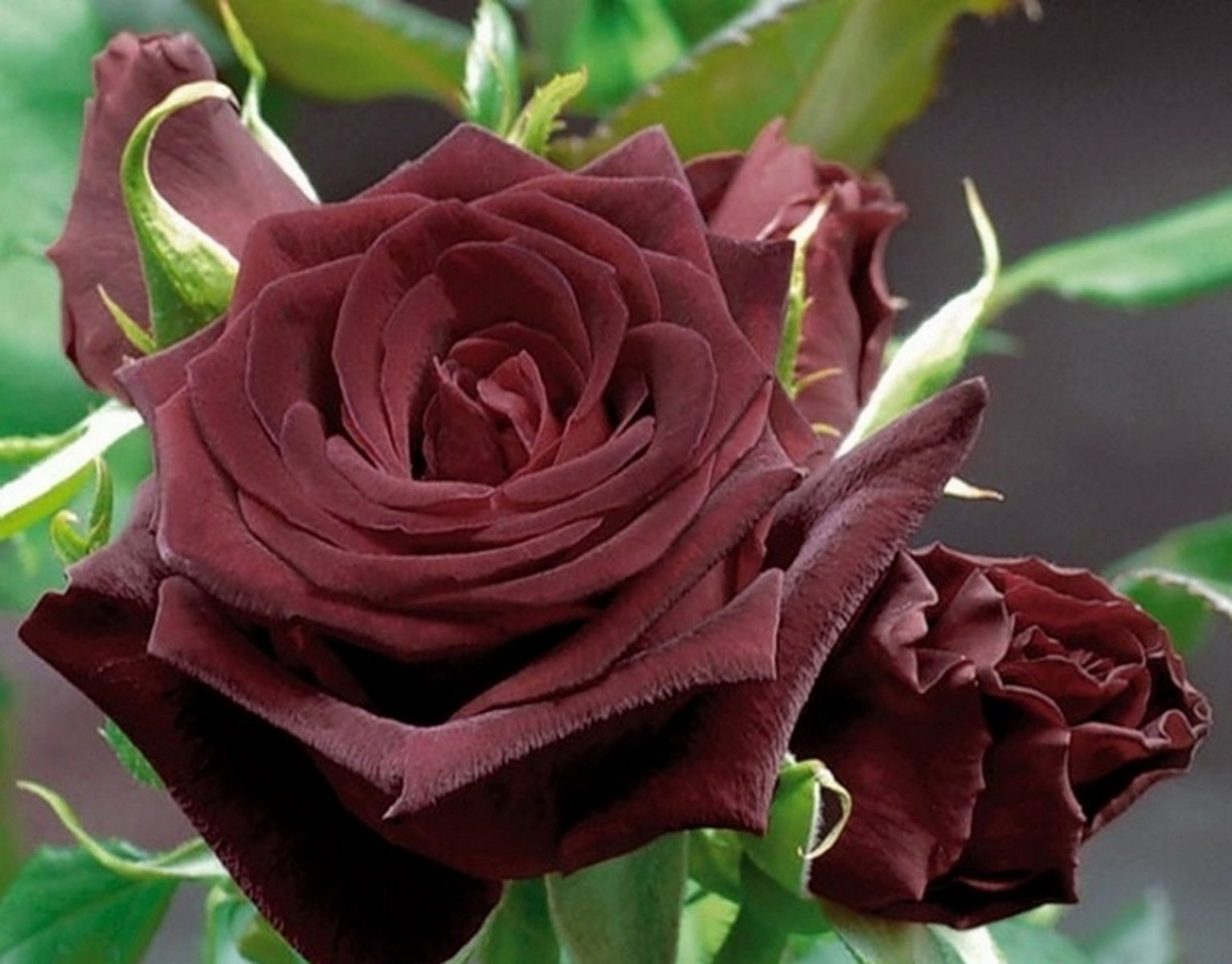 Розы Сортовые