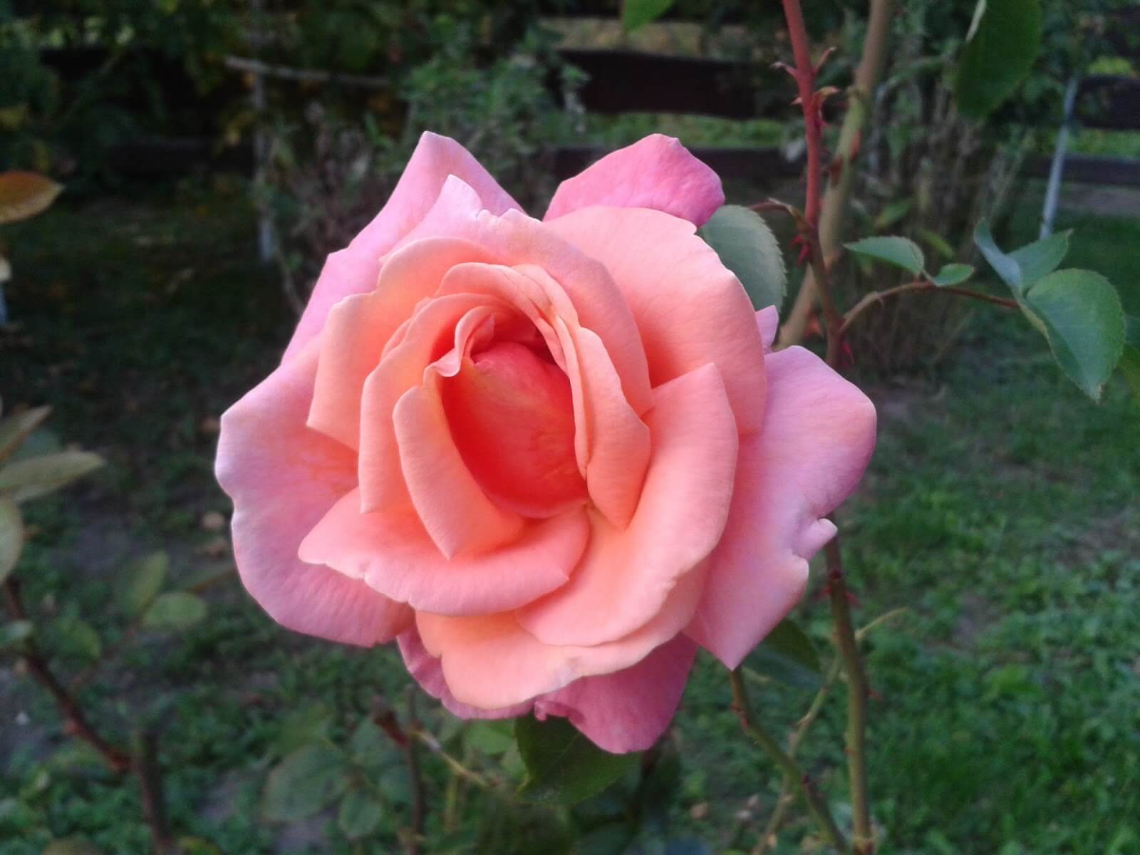 Karenina rose