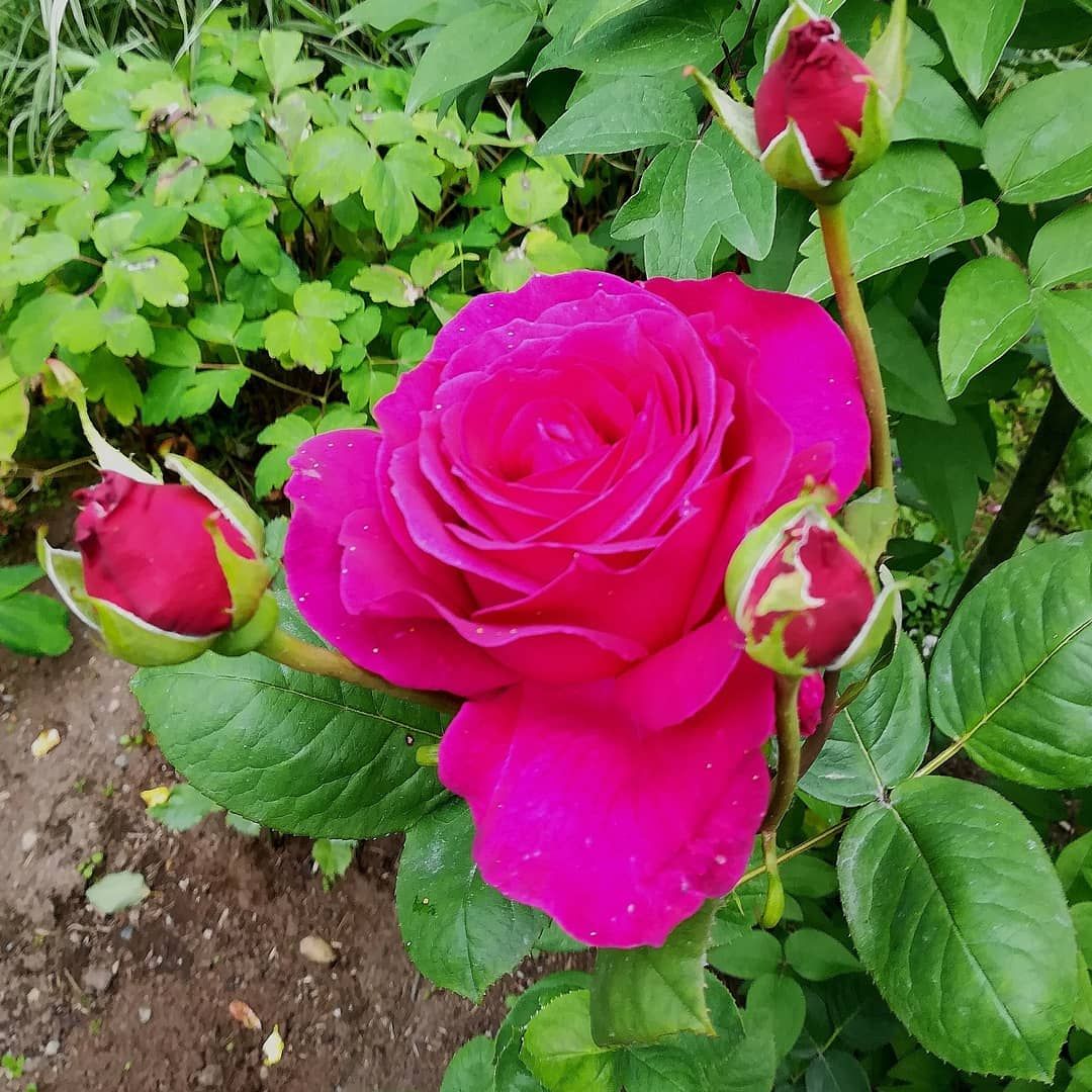 Роза флорибунда Нина