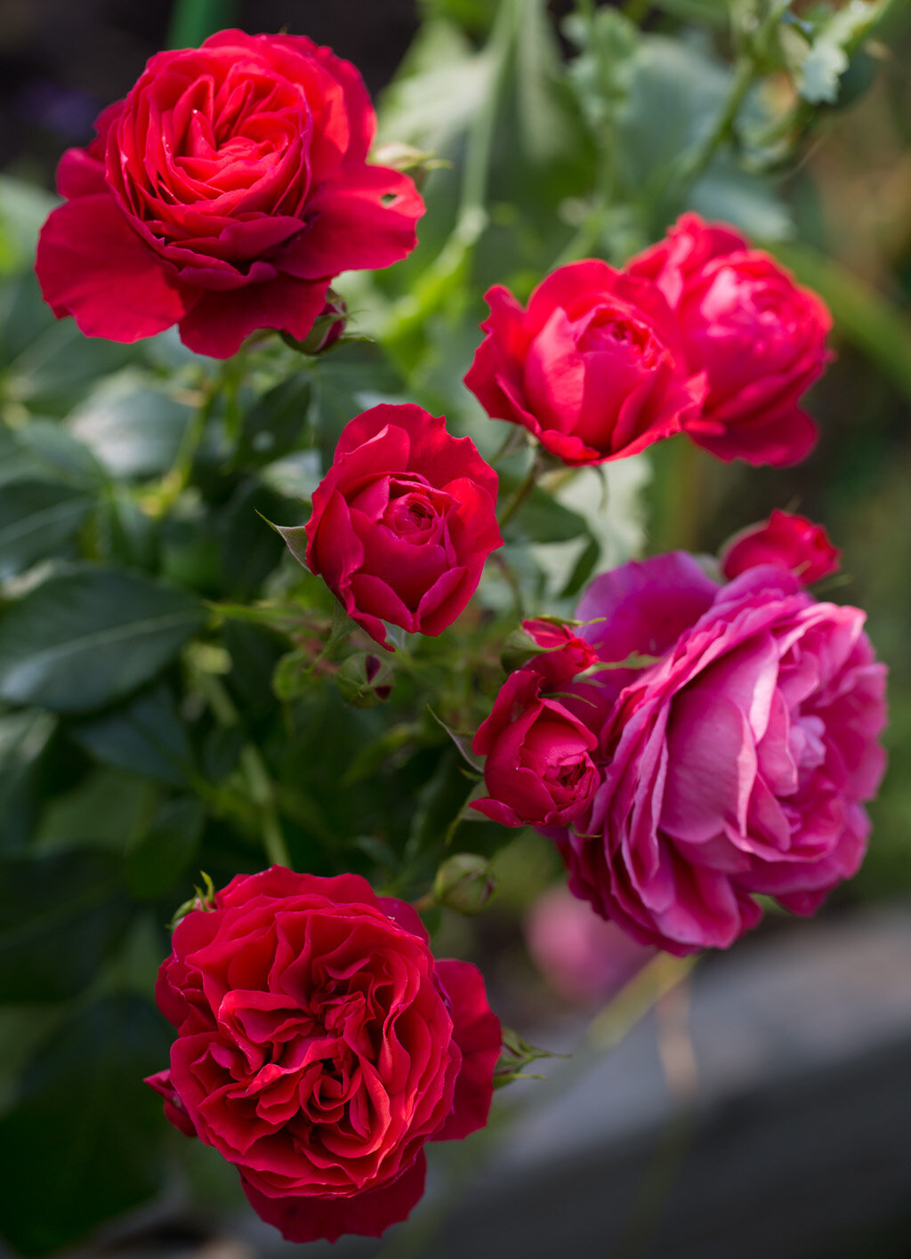 Сорт розы Нина Вейбул