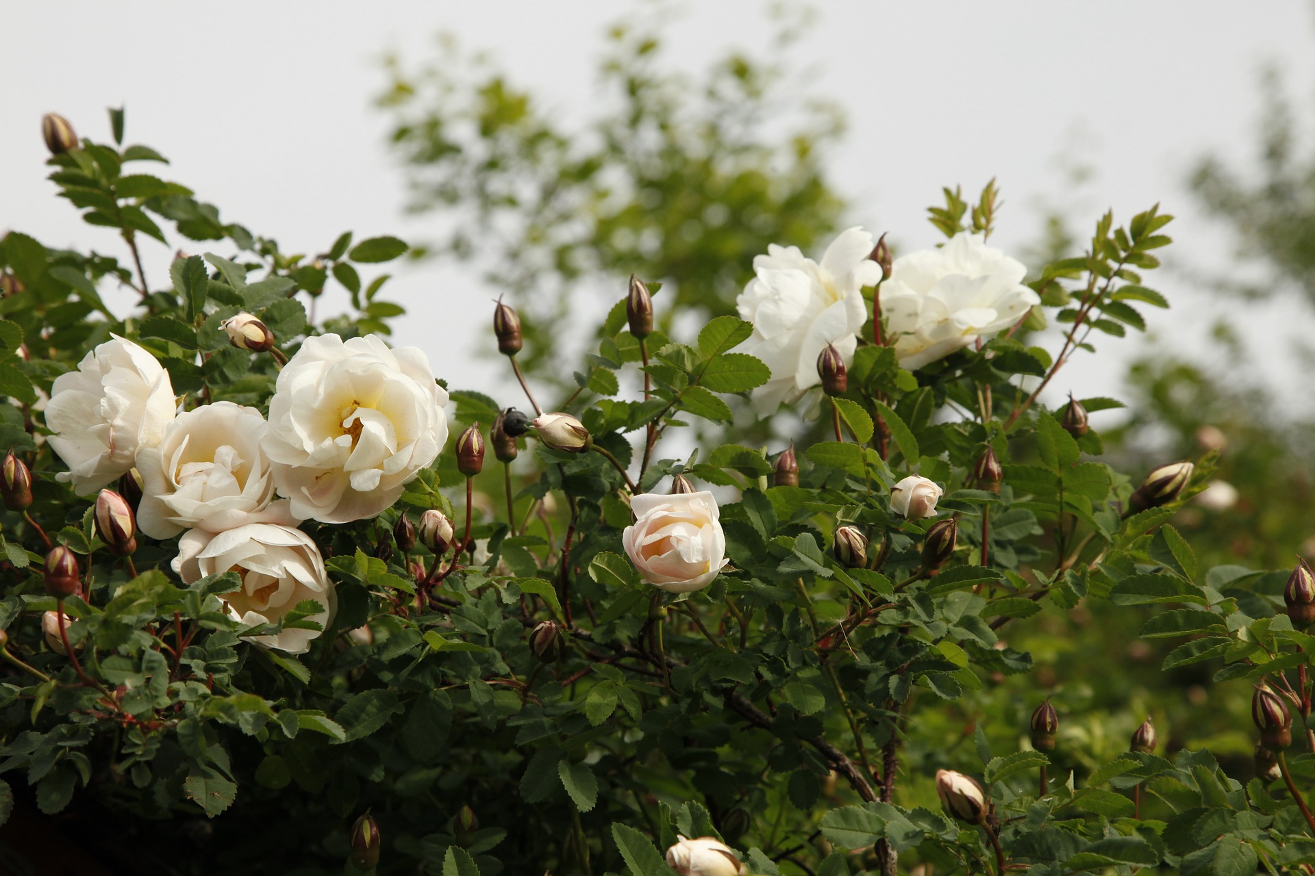 Шиповник колючейший Rosa pimpinellifolia