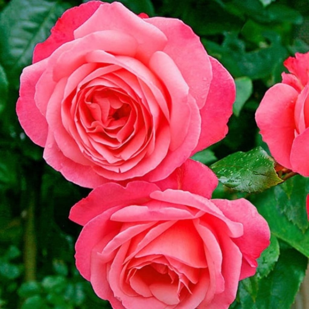 Клаймберы розы сорта Розана