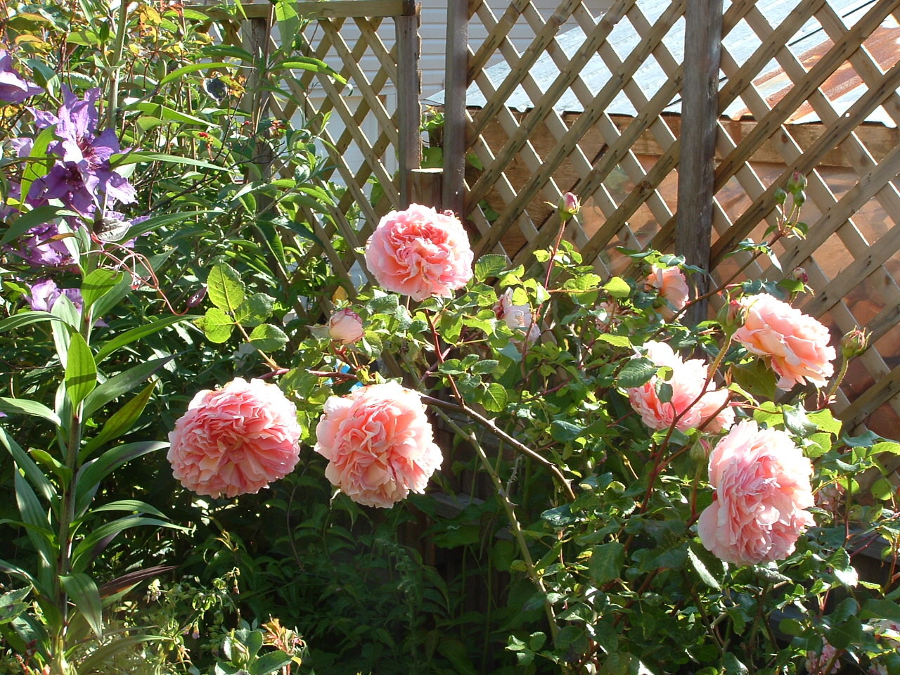 Роза плетистая крупноцветковая Абрахам Дэрби